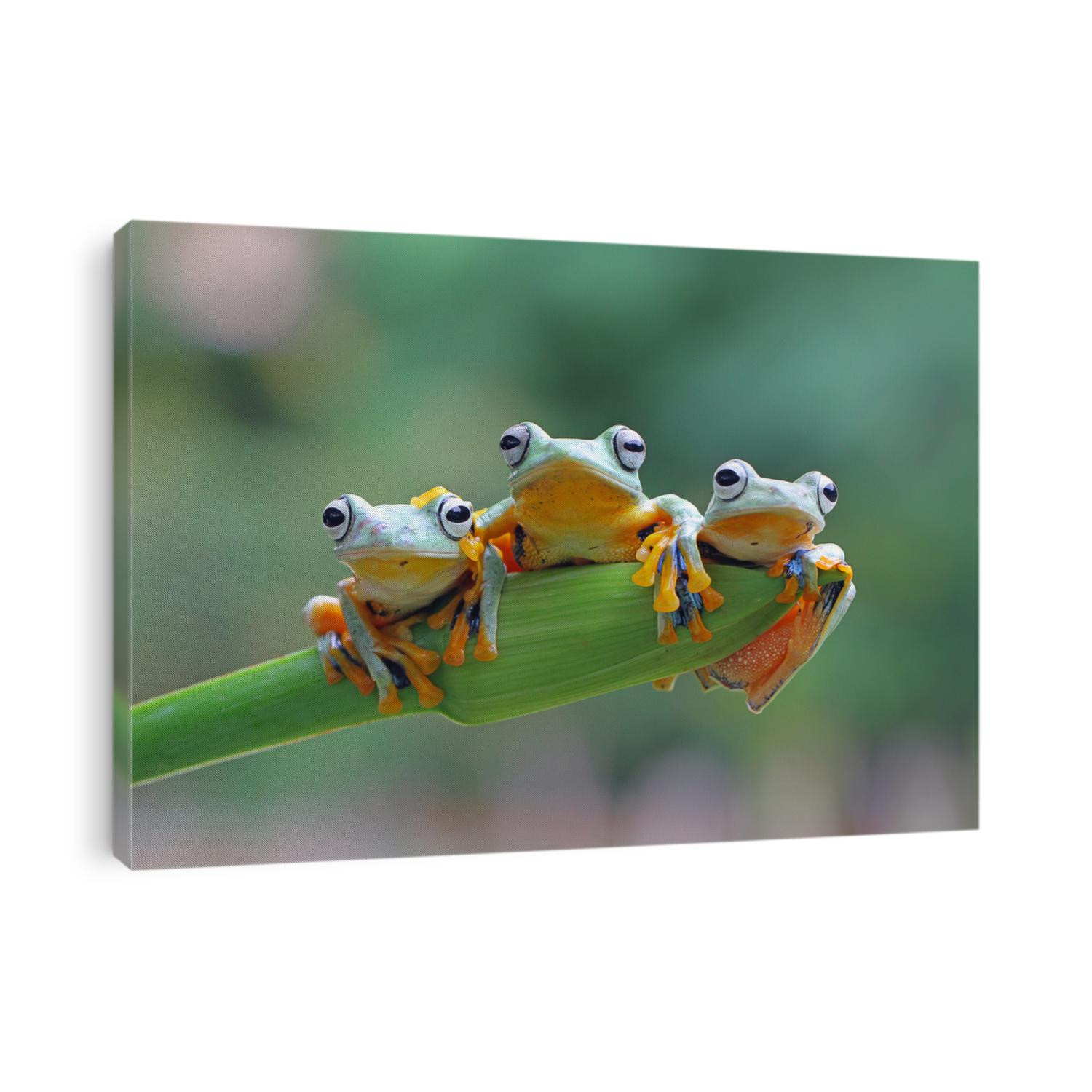 Three flying frog sitting on branch , wallace tree frog, Three Javan tree frog sitting on green leaves