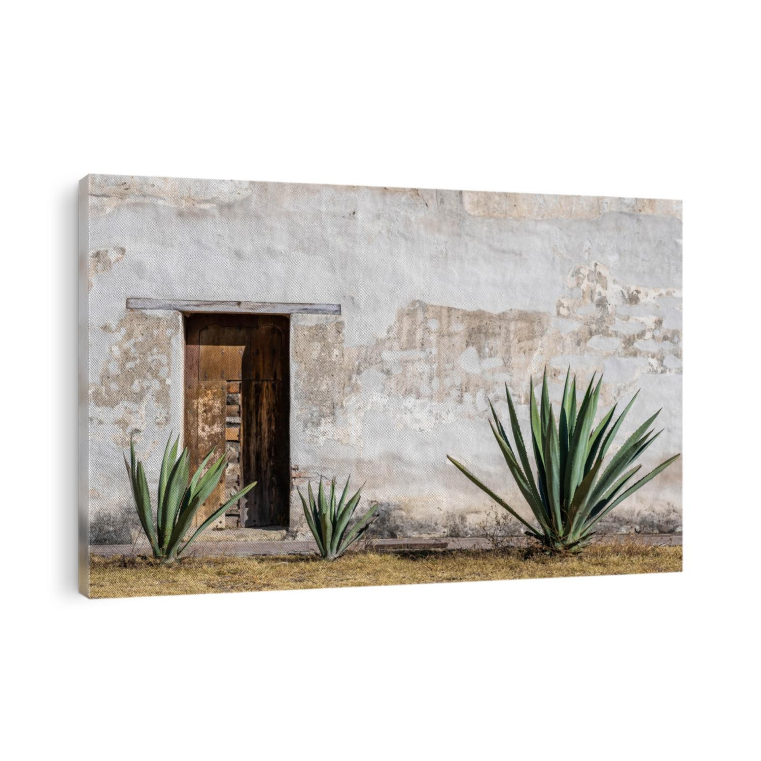 A Mexican scene of three espadin agave plants, against a rugged peeling white wall with a wood door, in Oaxaca, Mexico. With room for text / space for copy.