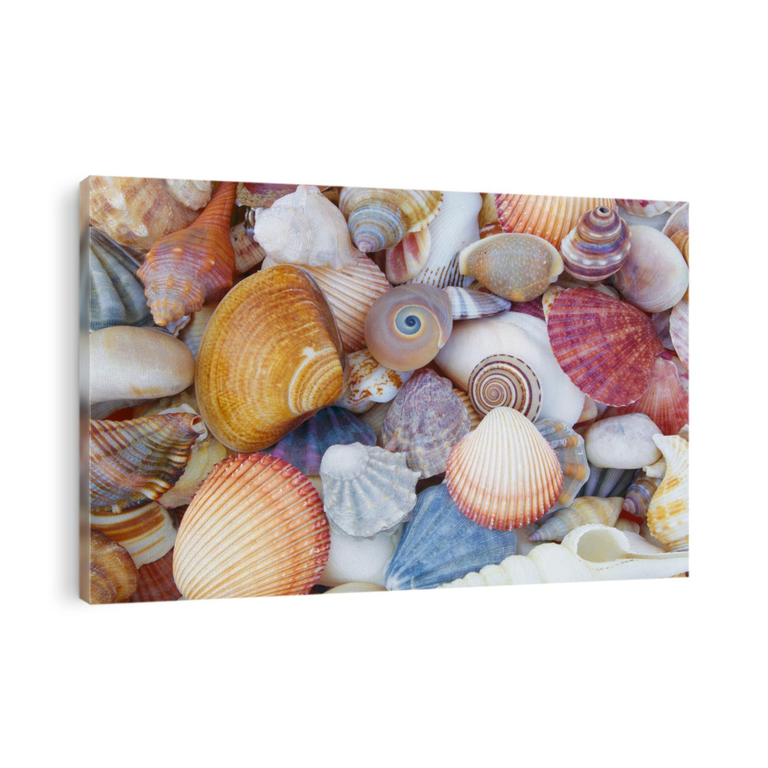 Mixed colorful sea shells as background