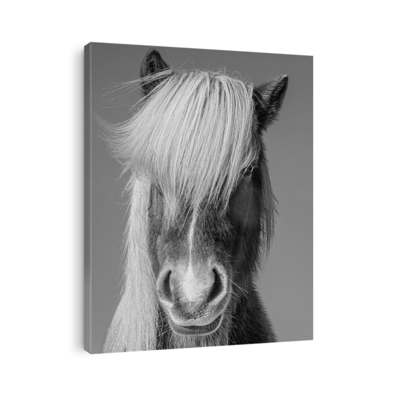 Icelandic horse black and white looking at camera
