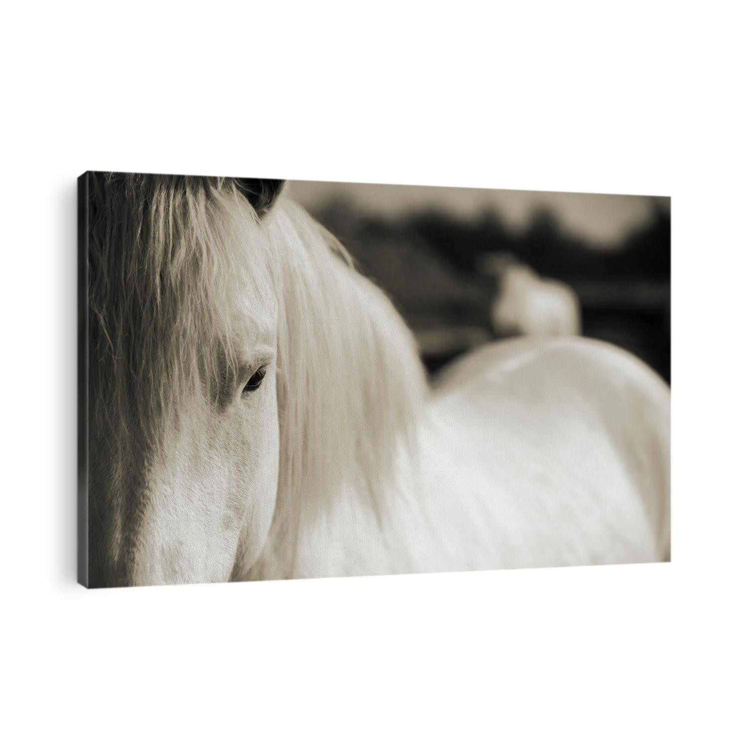 Close up of a white horse of the Camargue, France