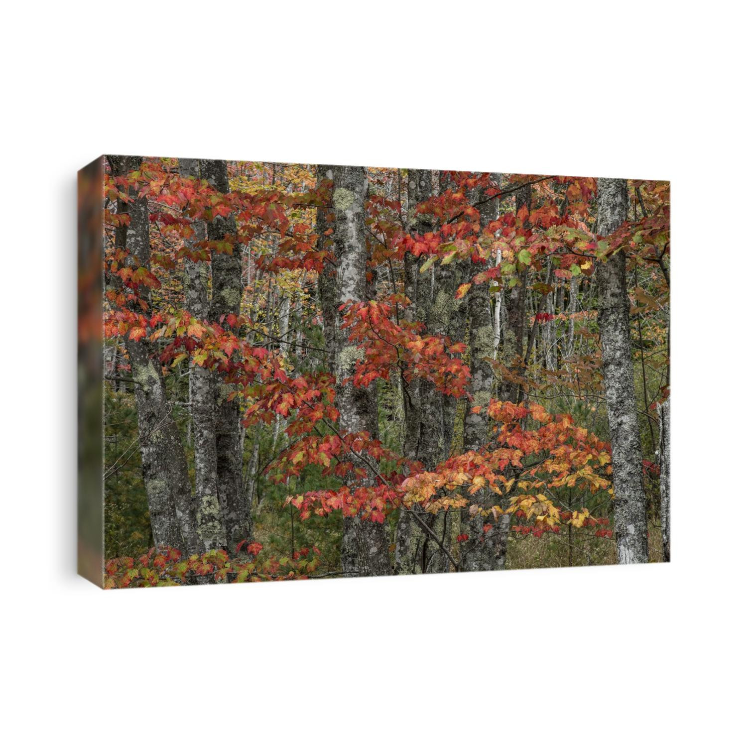 Fall color on the coast of Maine