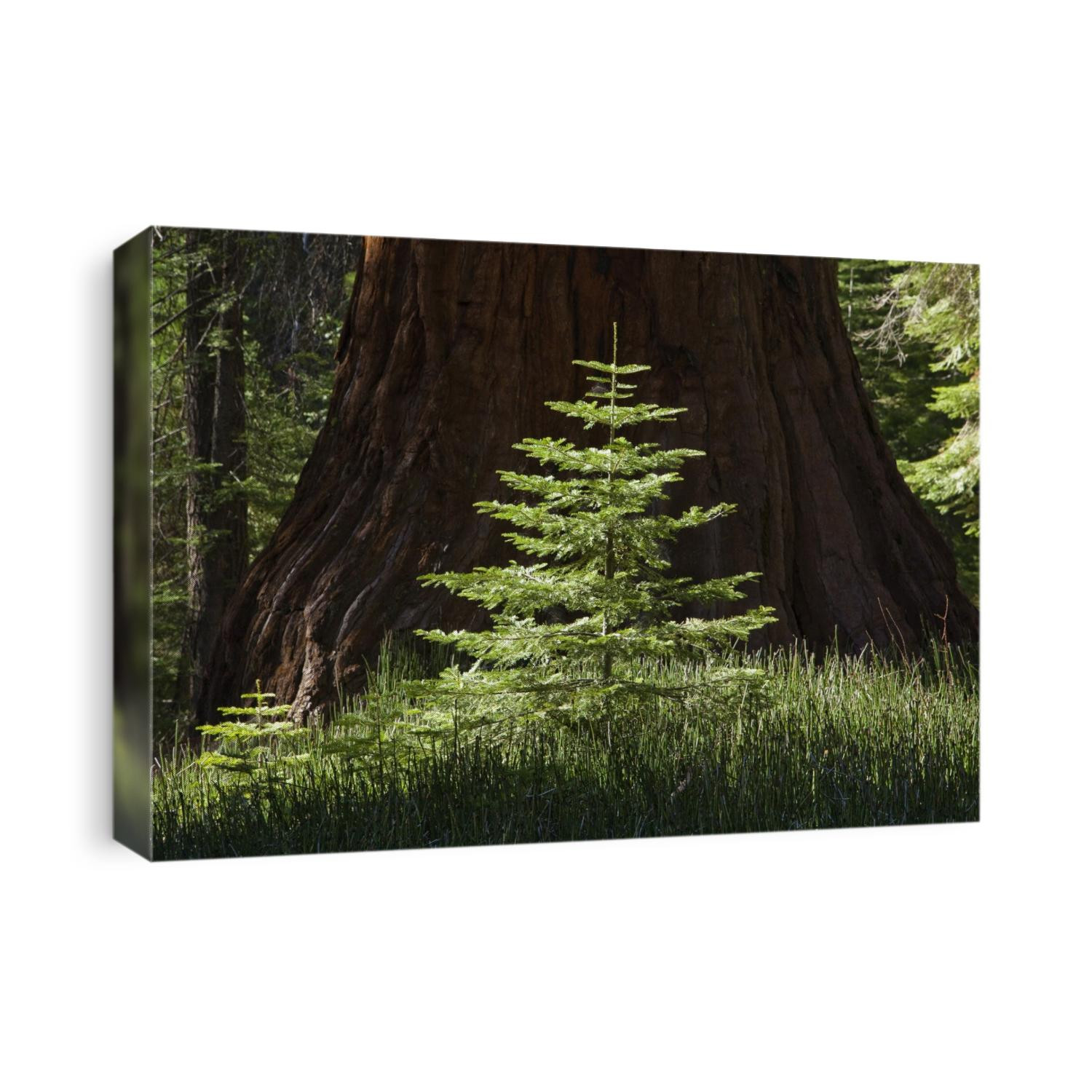 Baby redwood next to huge redwood in Yosemite