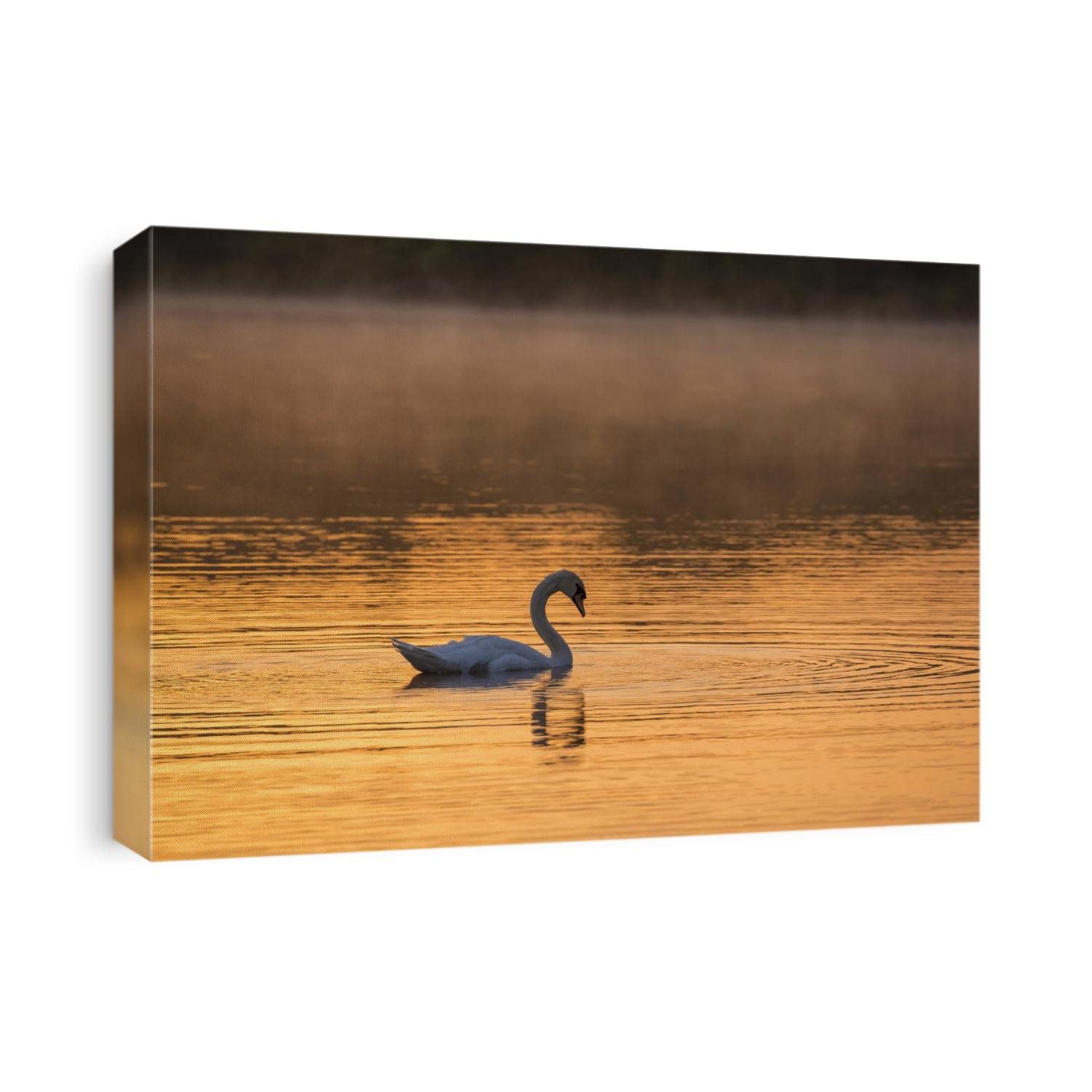 Swan in fog and sunrise at Gougane Barra, Cork, Ireland 