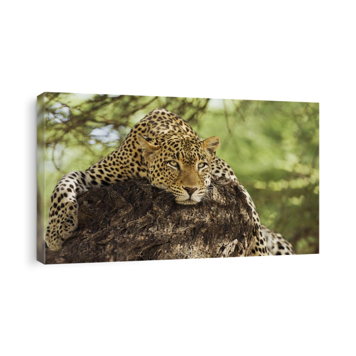 Leopard resting on a tree in the Masai Mara, Kenya