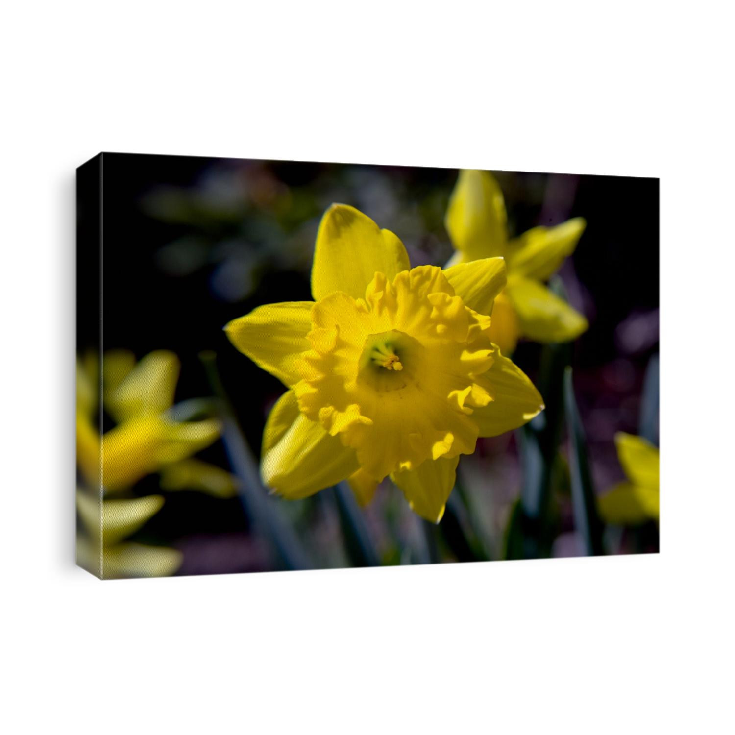 Daffodil in bloom