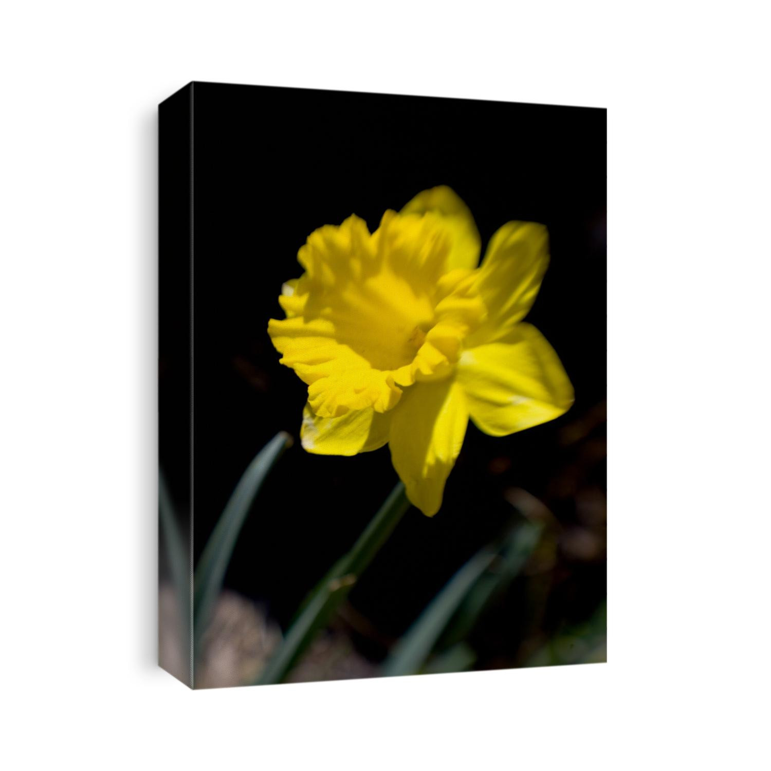 Daffodil in bloom