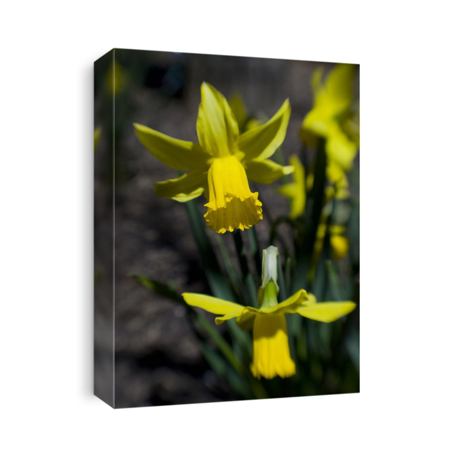 Daffodil in bloom