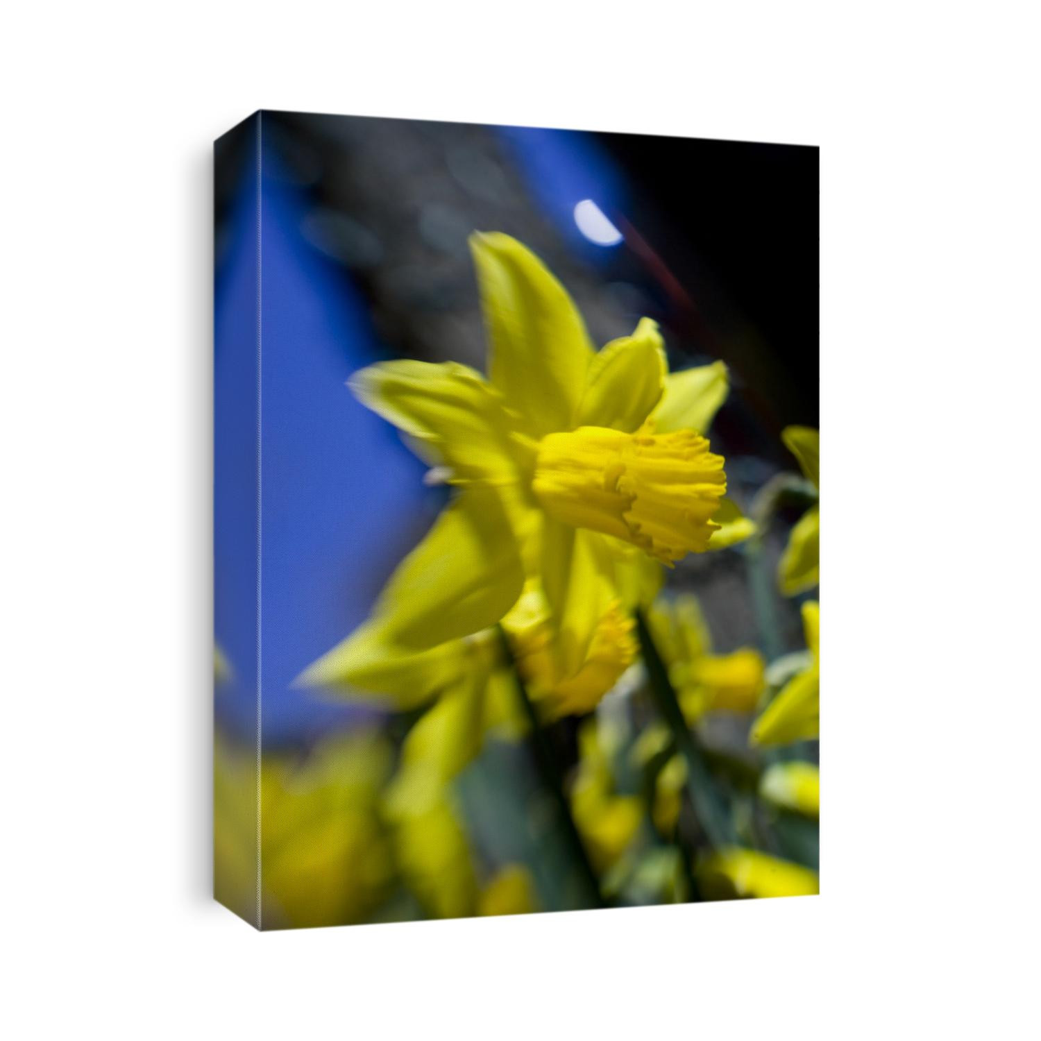 Daffodil in bloom
