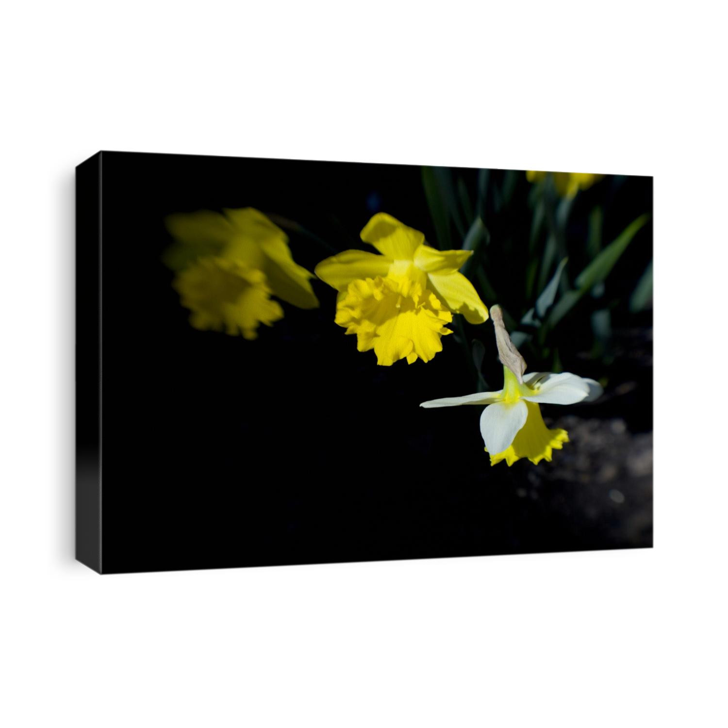 Daffodil in bloom
