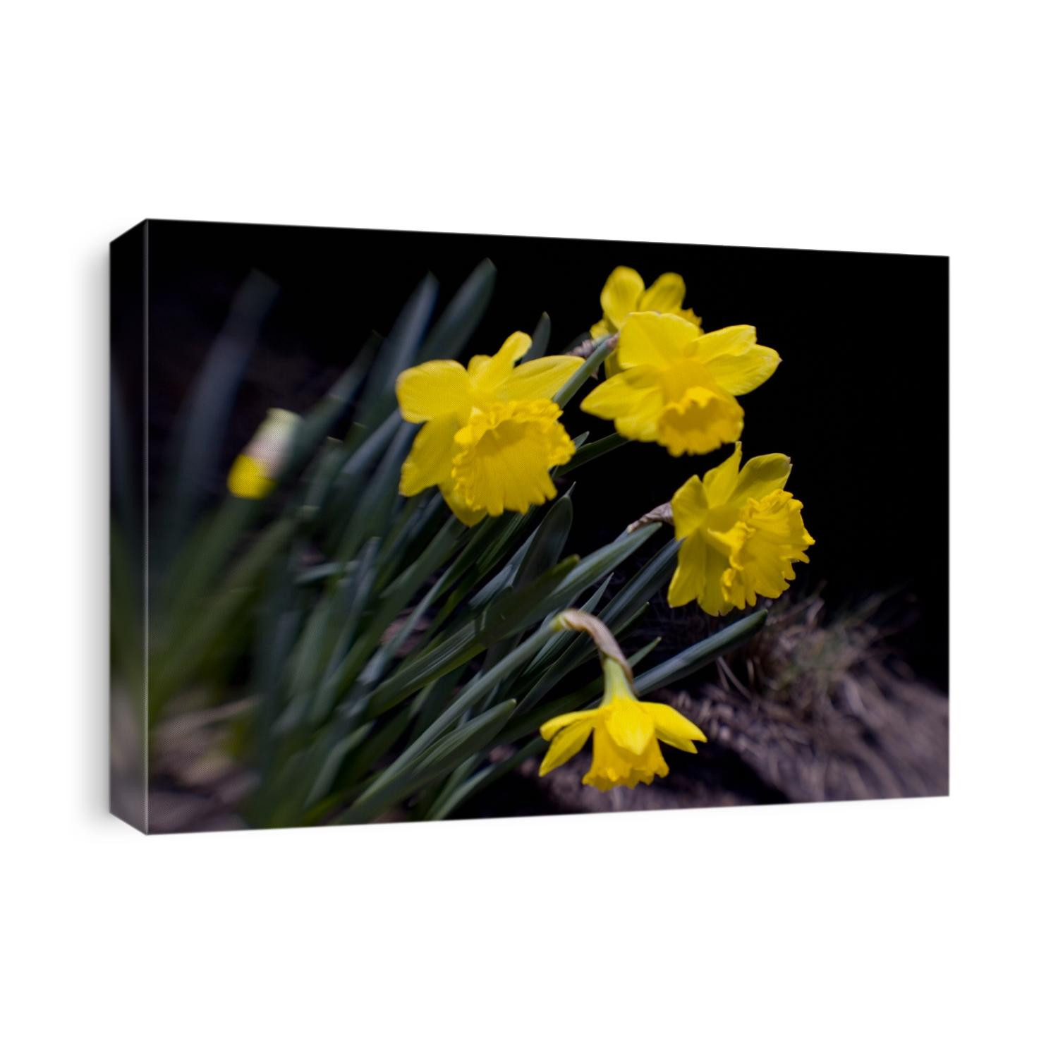 Daffodil in bloom