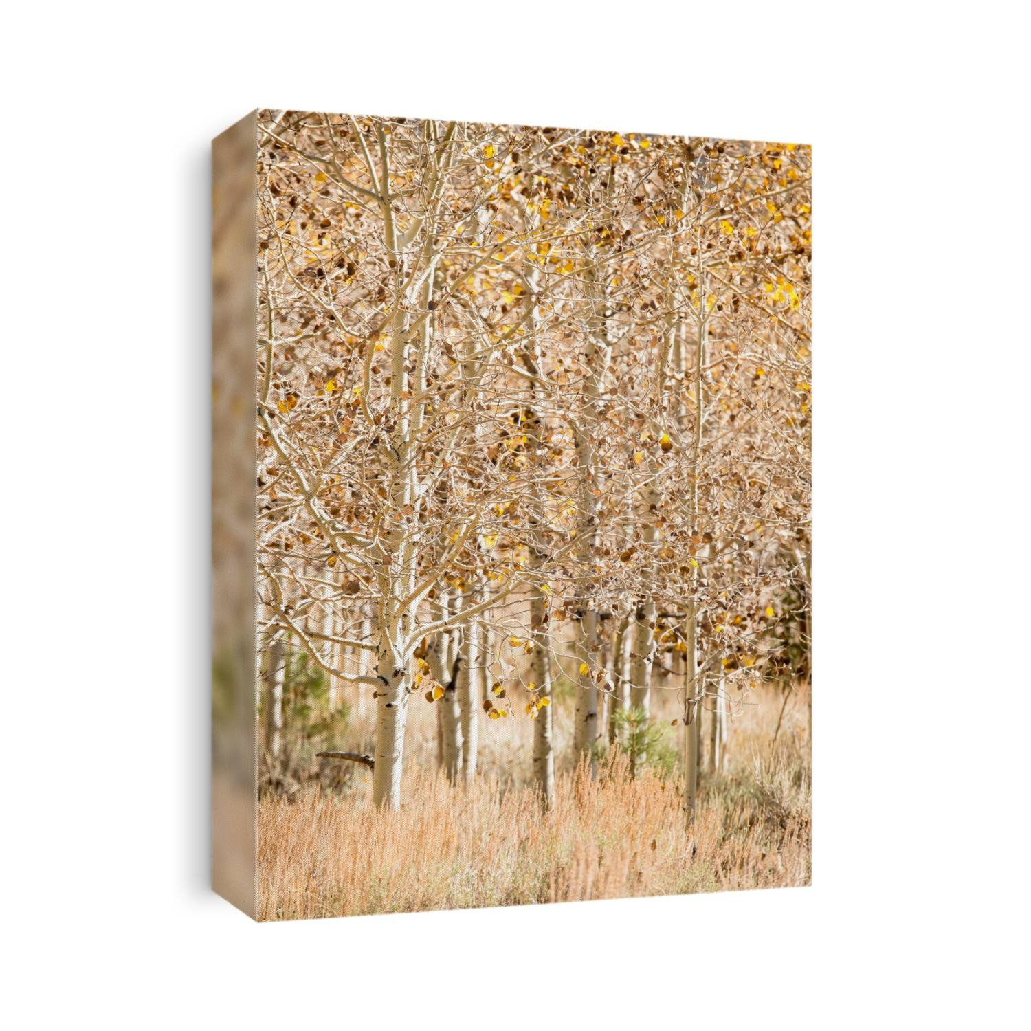 A grove of aspen trees in the Eastern Sierras