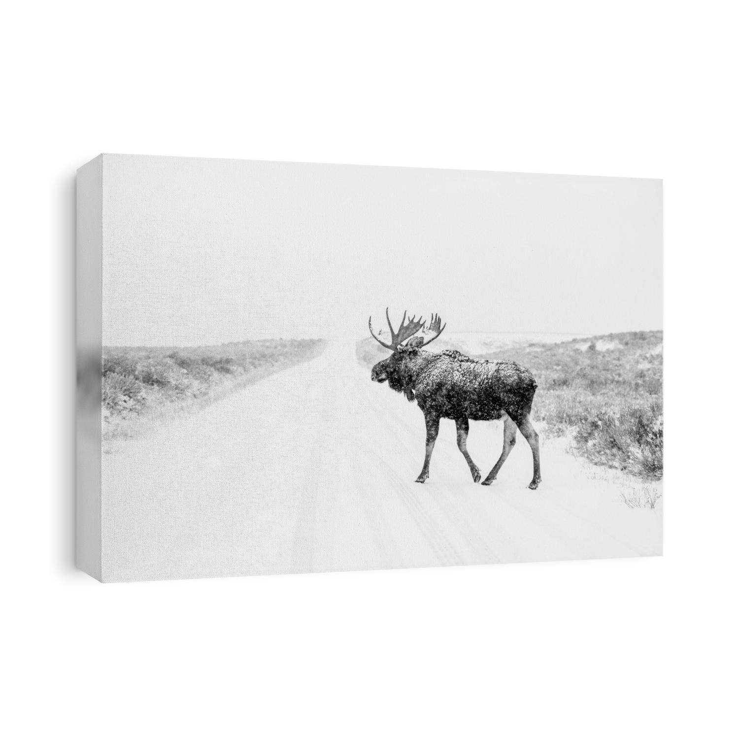 A lone moose in a snow storm near Jackson, Wyoming