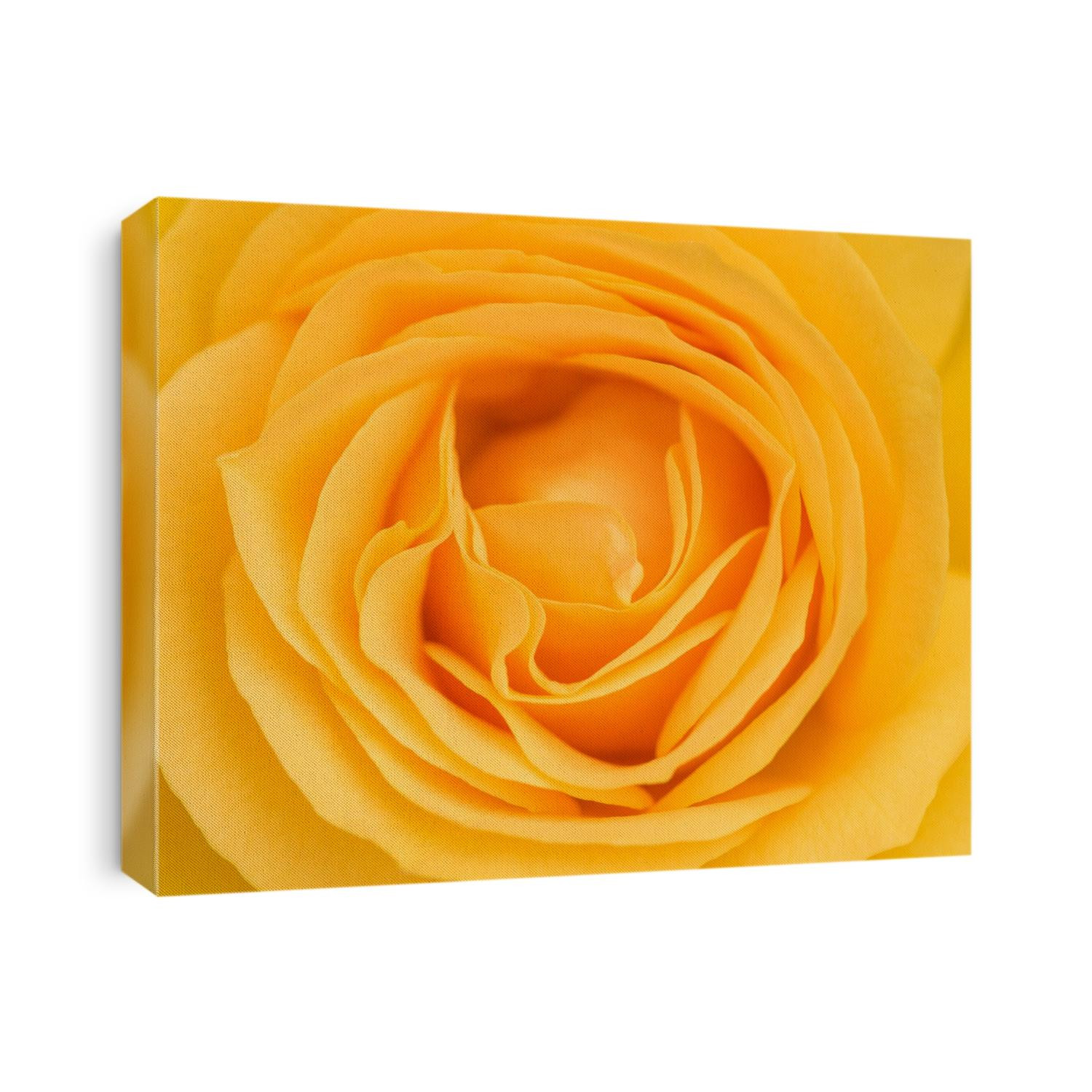 A yellow rose opening up