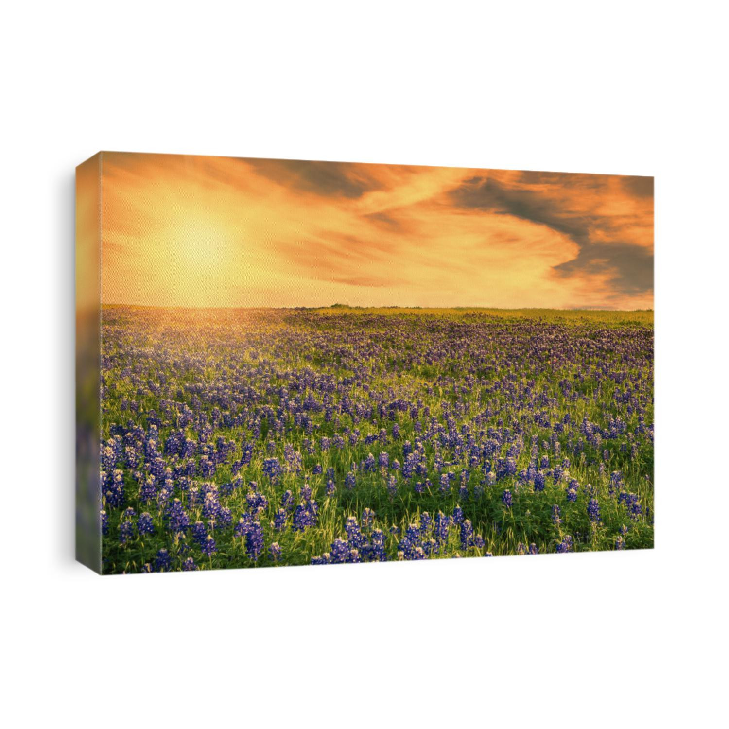 Texas Bluebonnet field blooming in the spring at sunset