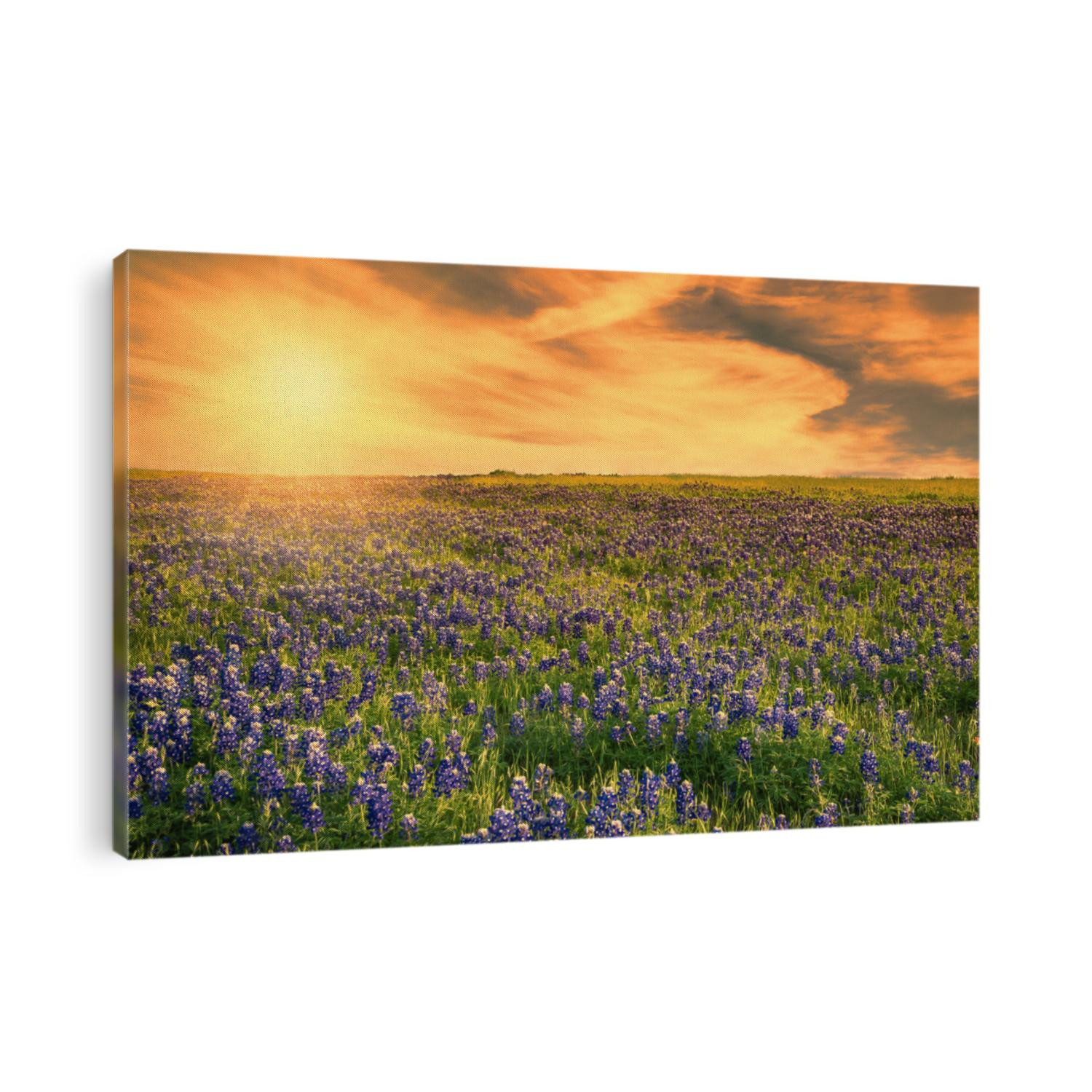 Texas Bluebonnet field blooming in the spring at sunset