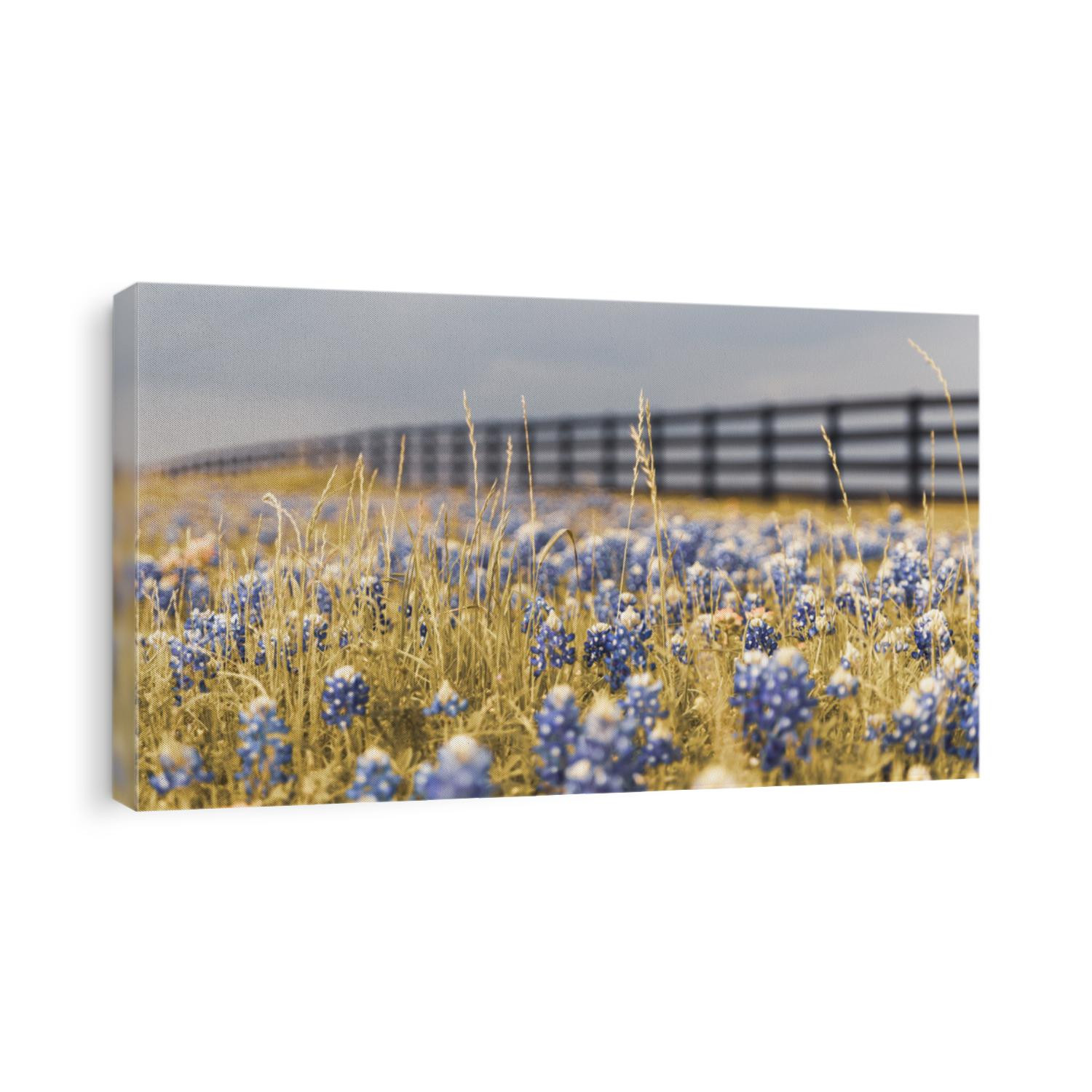 Texas state flower bluebonnet in the farm