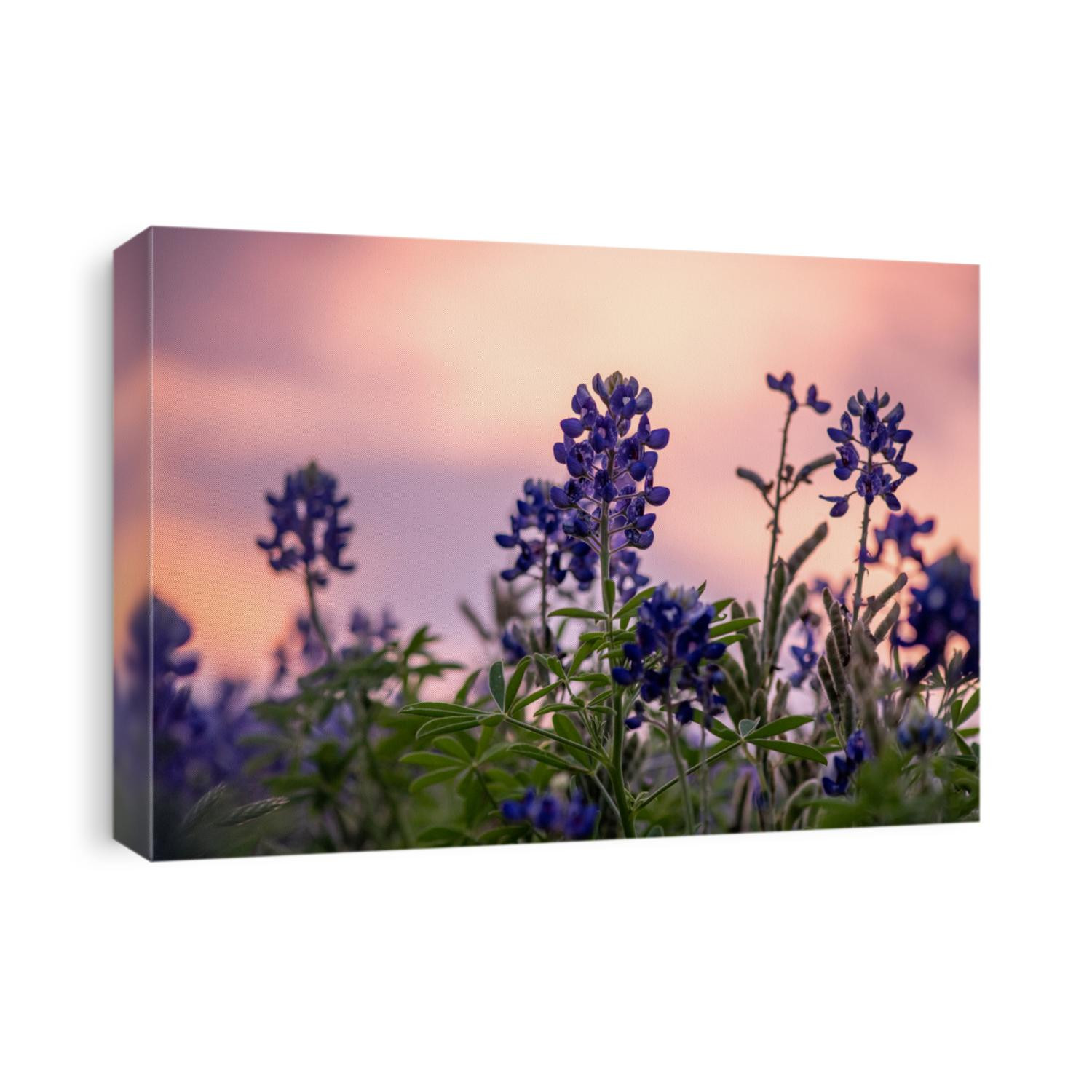 Sunset with beautiful sky over bluebonnets in Texas in early spring with a low perspective.