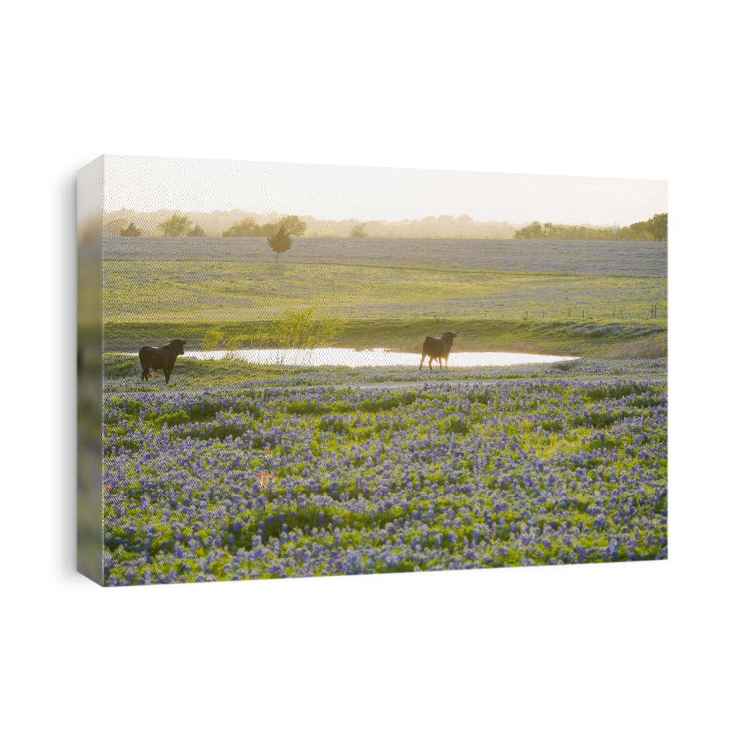 Bluebonnet wild flower boom in taxes 
