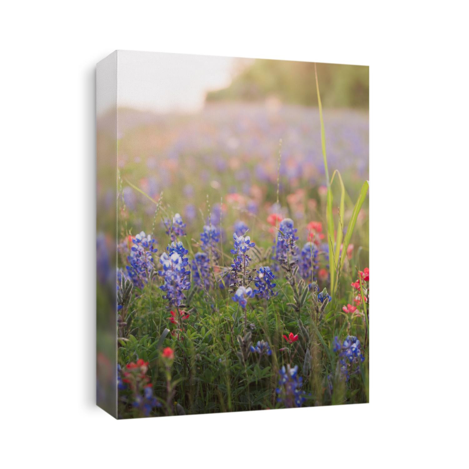 Texas wildflower bloom in the hill country,bluebonnets,poppies,and paint brush fill the fields and roadsides.