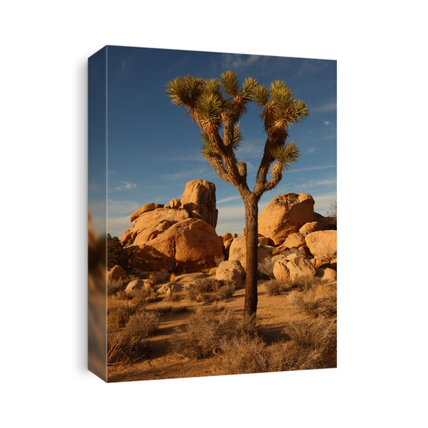 Joshua Tree National Park, USA, CA