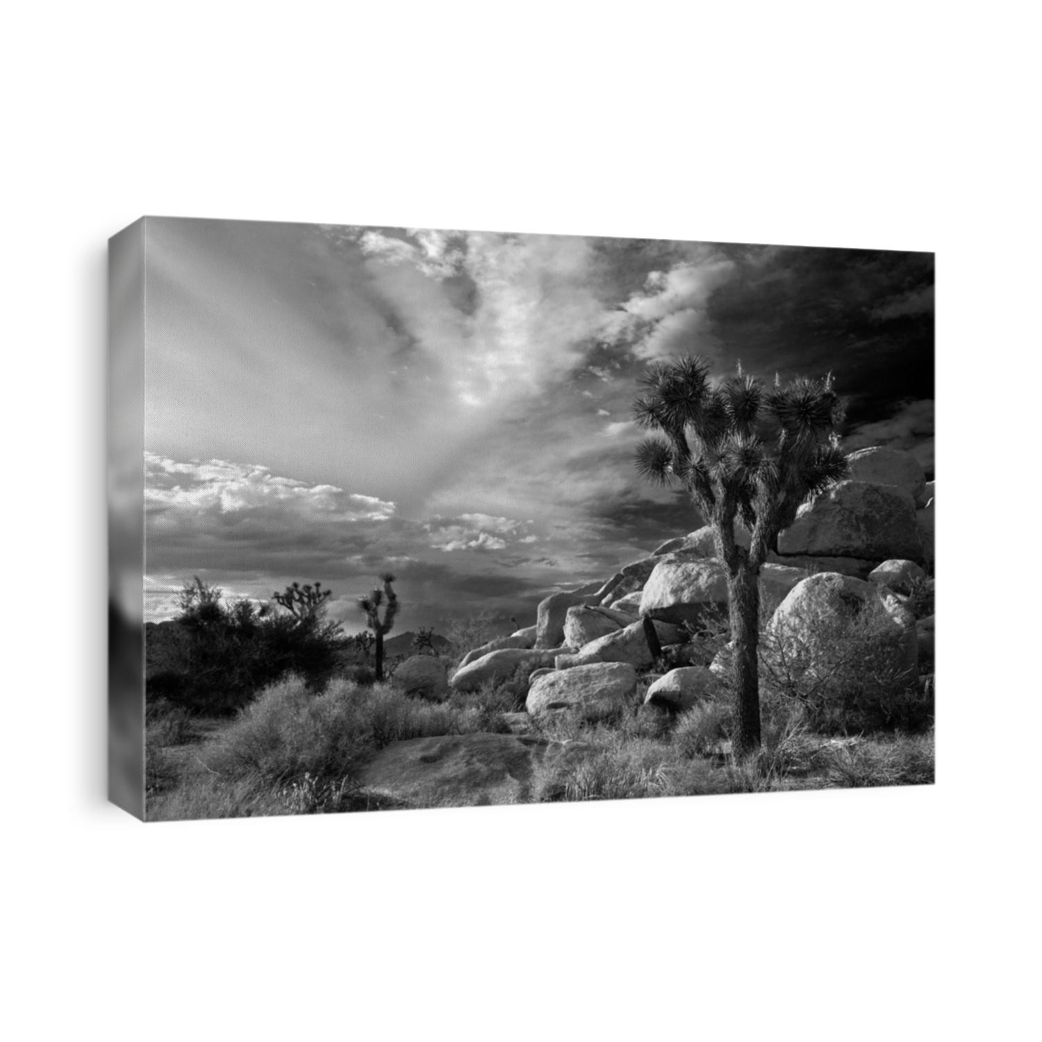 Joshua tree National Park