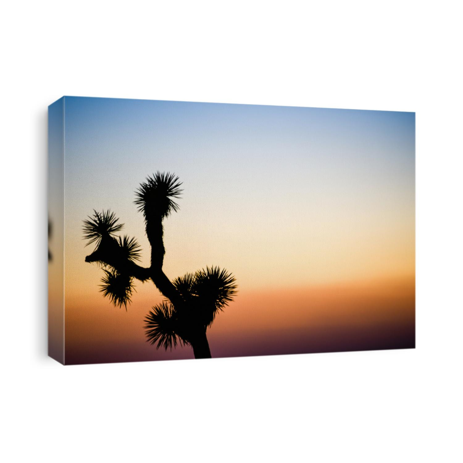 Joshua Tree National Park at Sunset