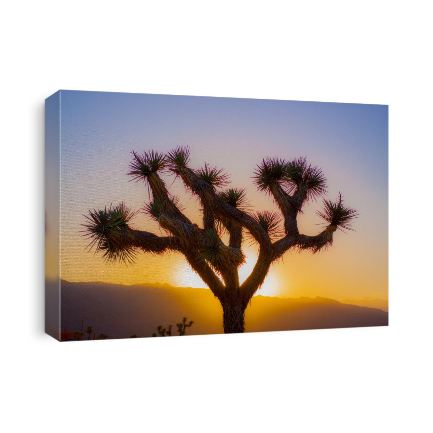 joshua tree at golden light