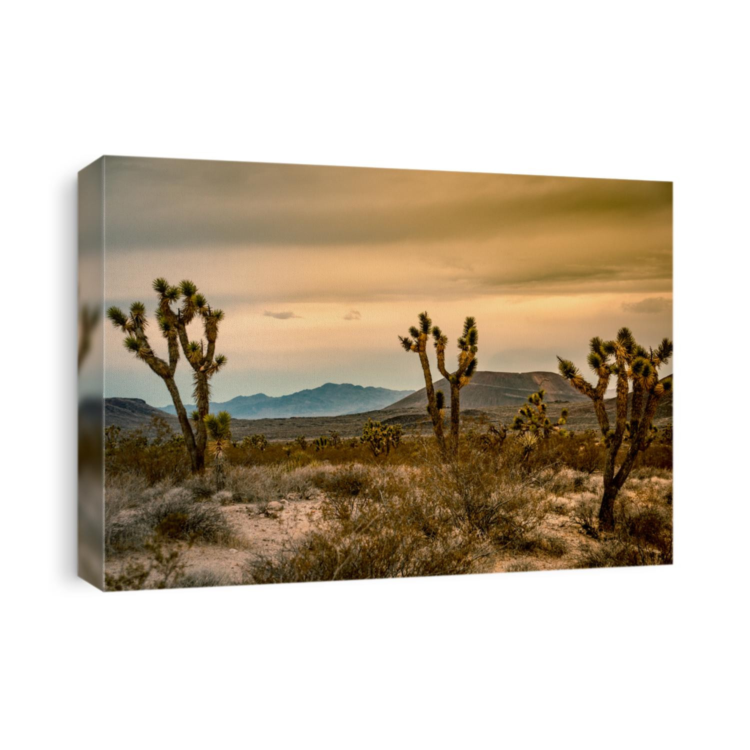 Joshua Trees with hills in the background in the USA