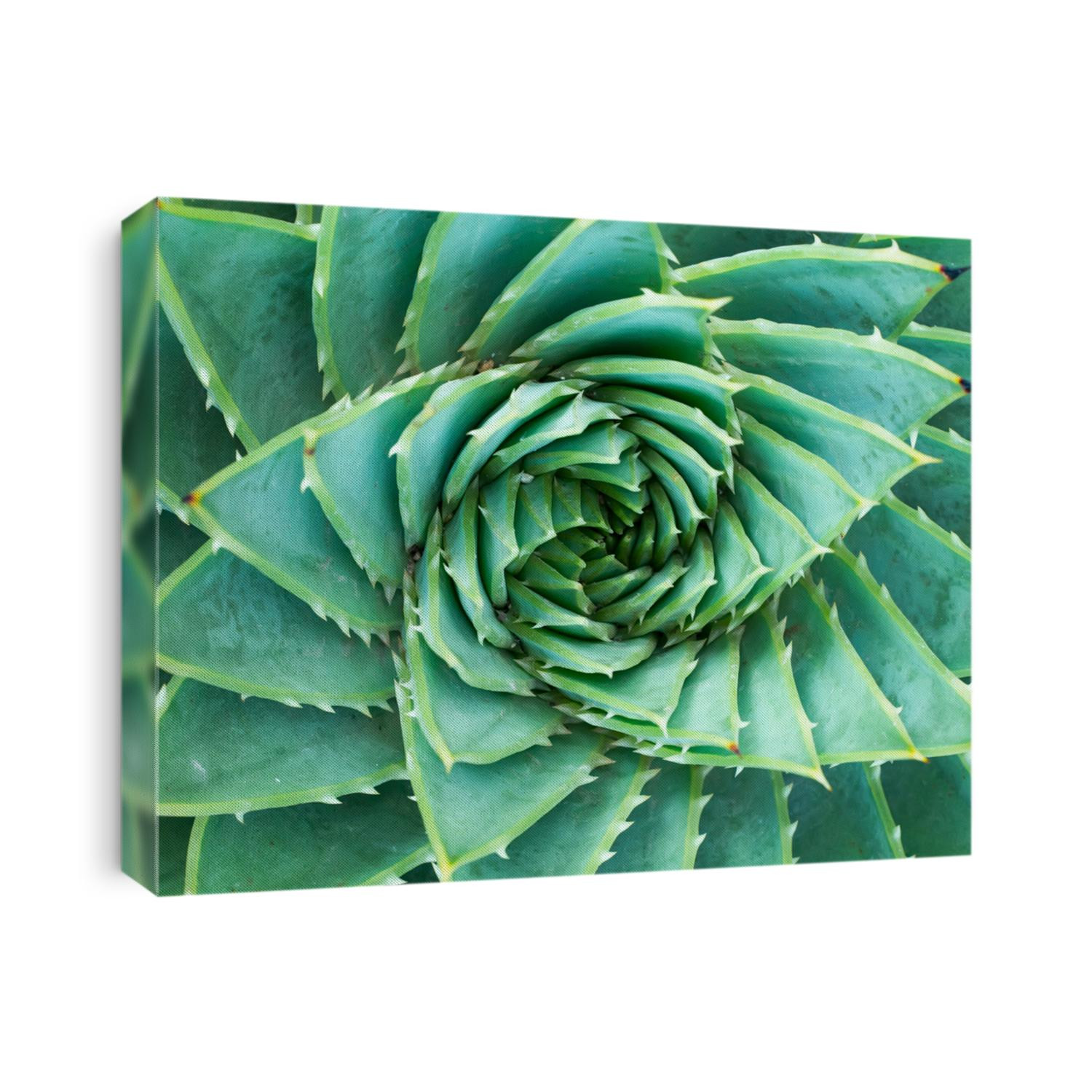 succulents or cactus succulents in garden