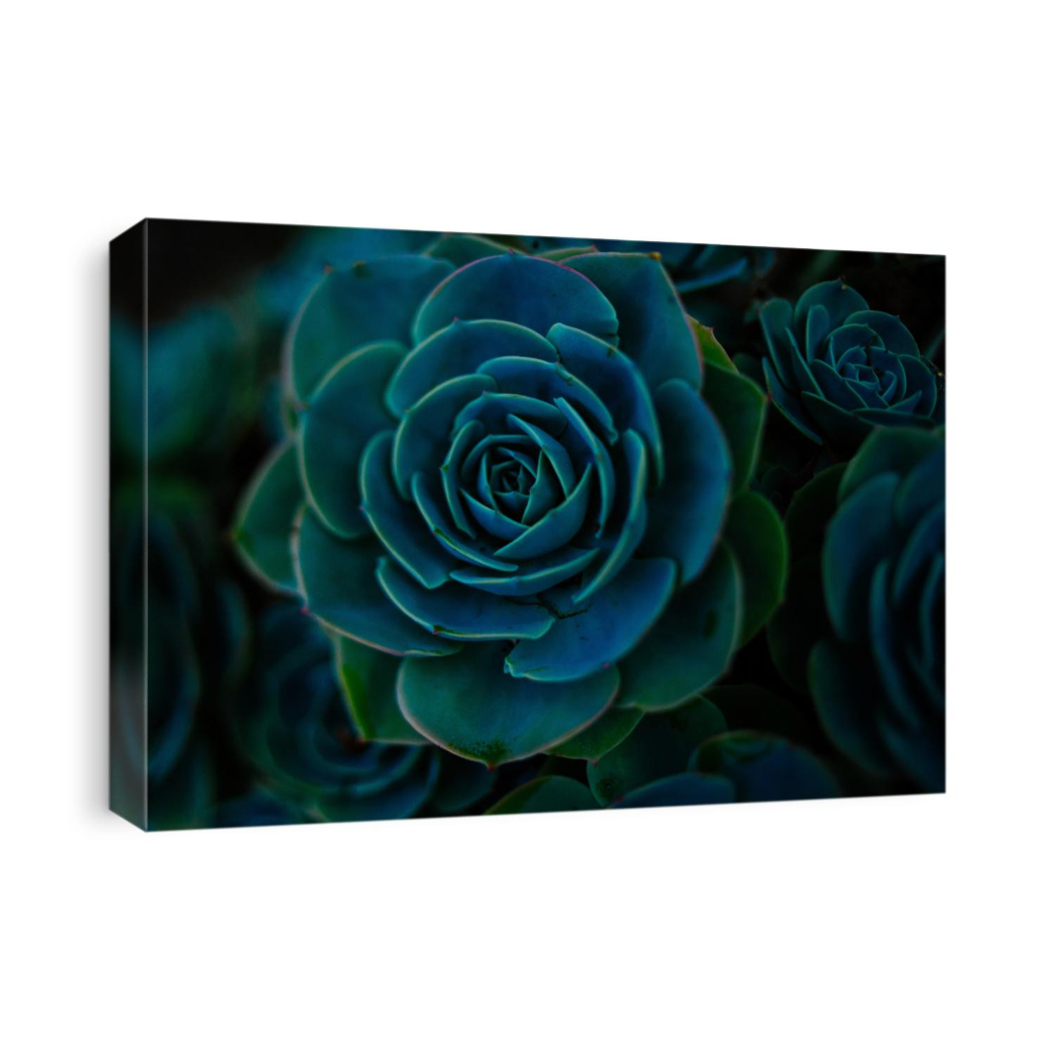Succulent background. High quality texture of the succulent. Plant background. Cactus succulents in a planter. Floral arrangement.