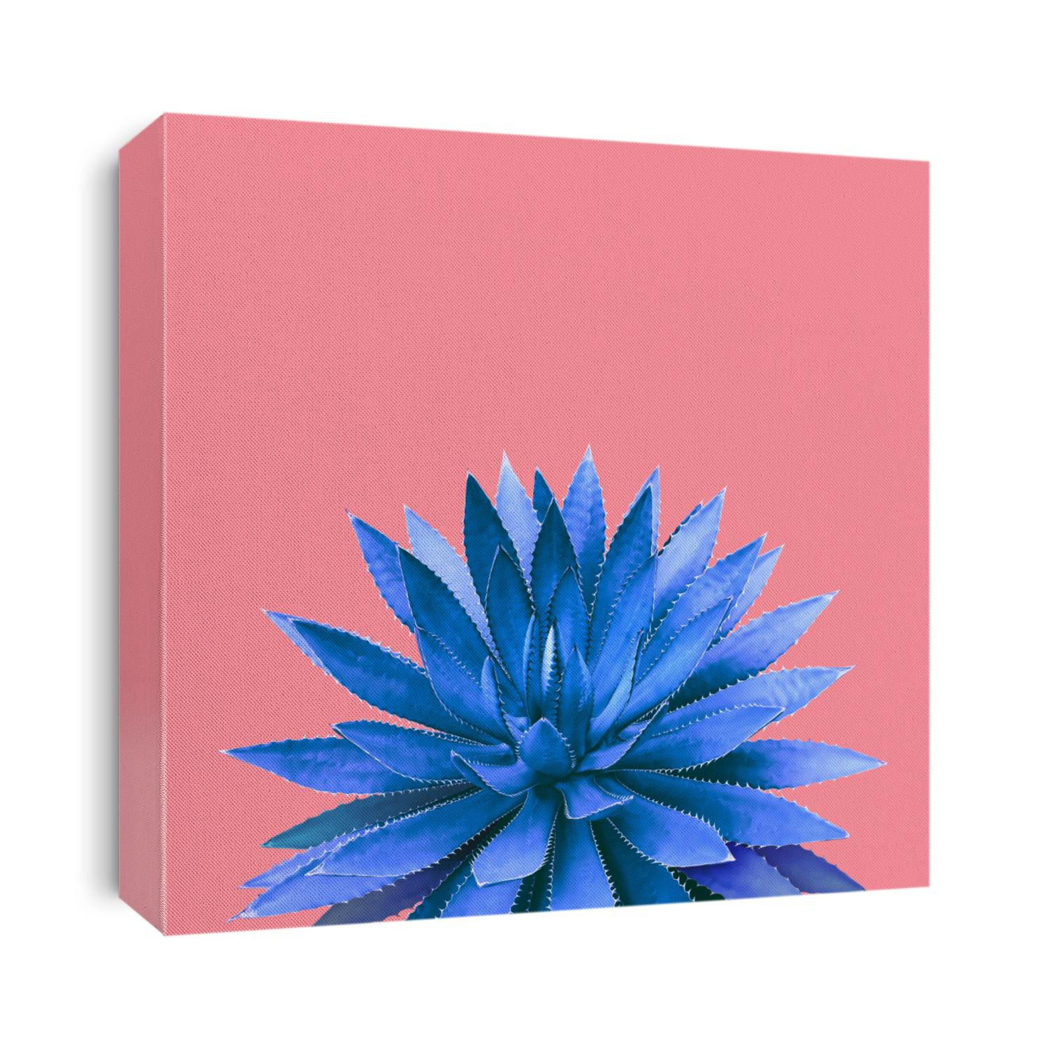 Agave Plant in Blue Tone Color on Pink Background Colorful Design Image