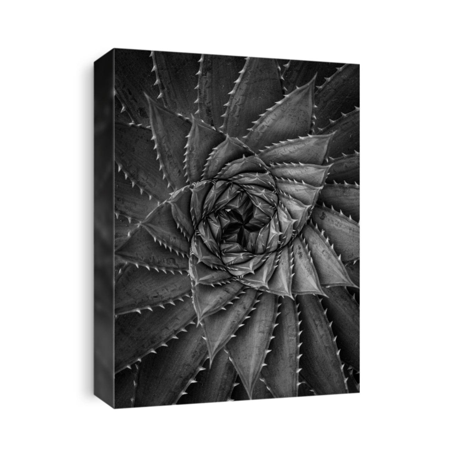 Spiral Succulent Plant Pattern Black and White