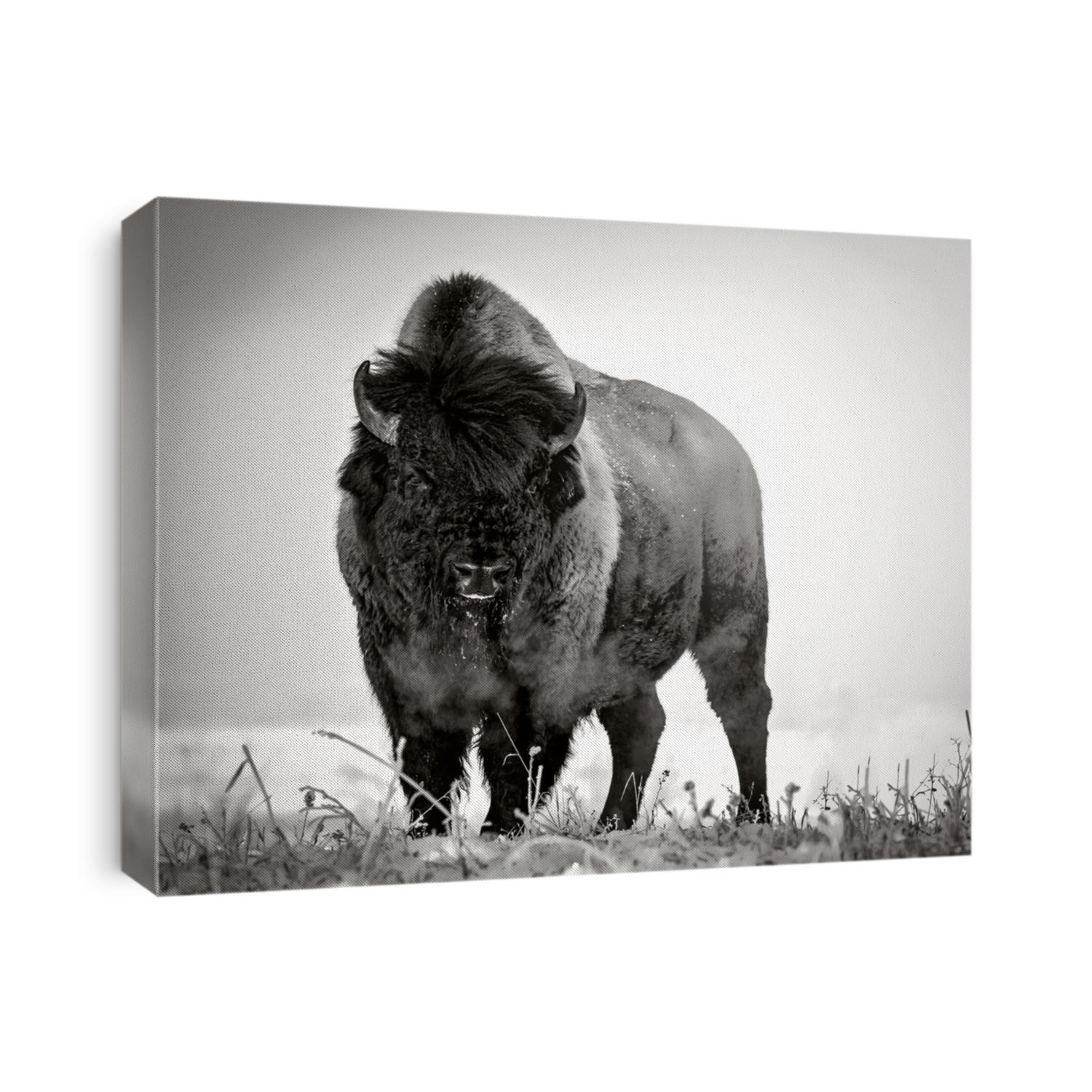 Prairie Bison in a Frosty Winter Morning