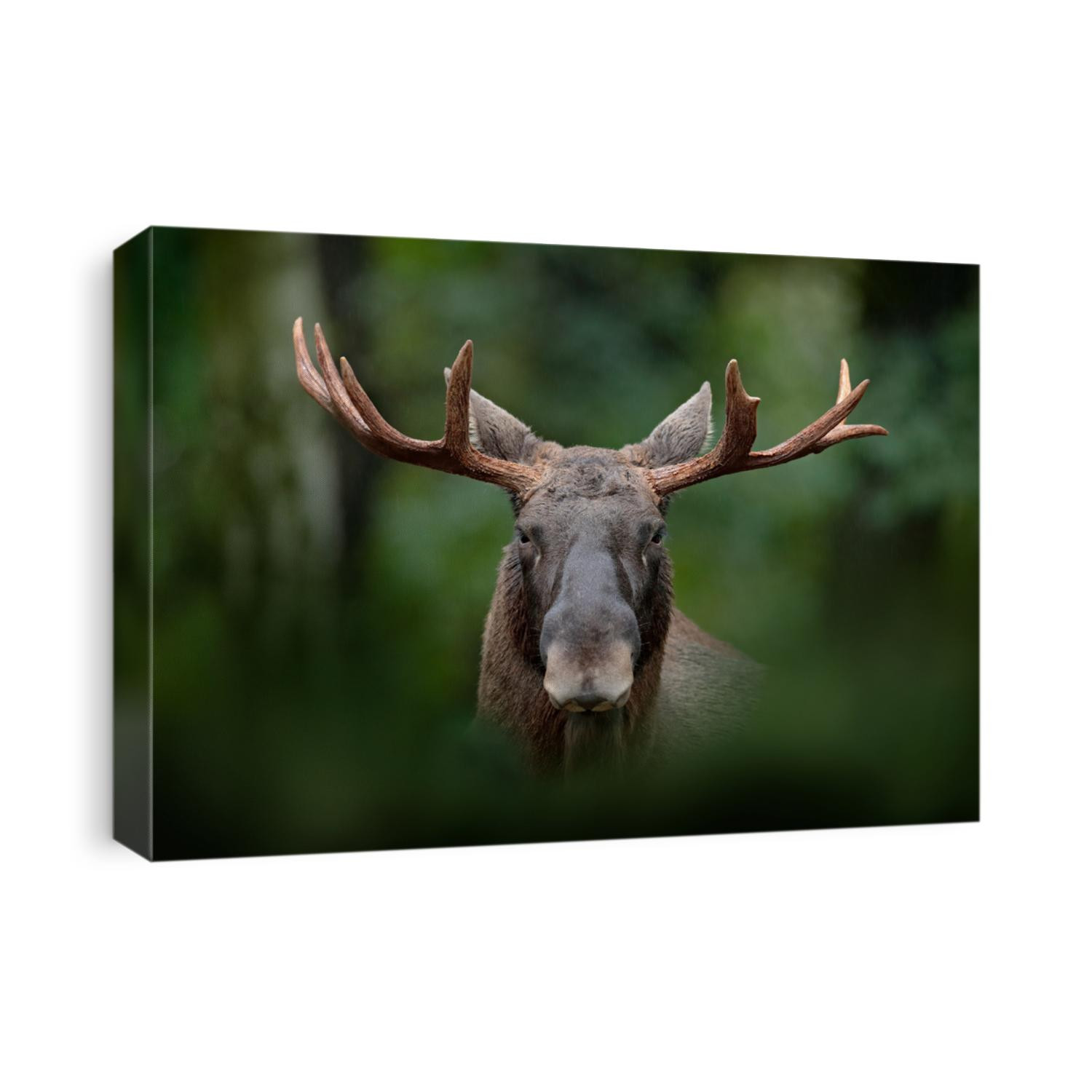 Detail portrait of elk or Moose, Alces alces in the dark forest during rainy day. Beautiful animal in the nature habitat. Wildlife scene from Sweden.