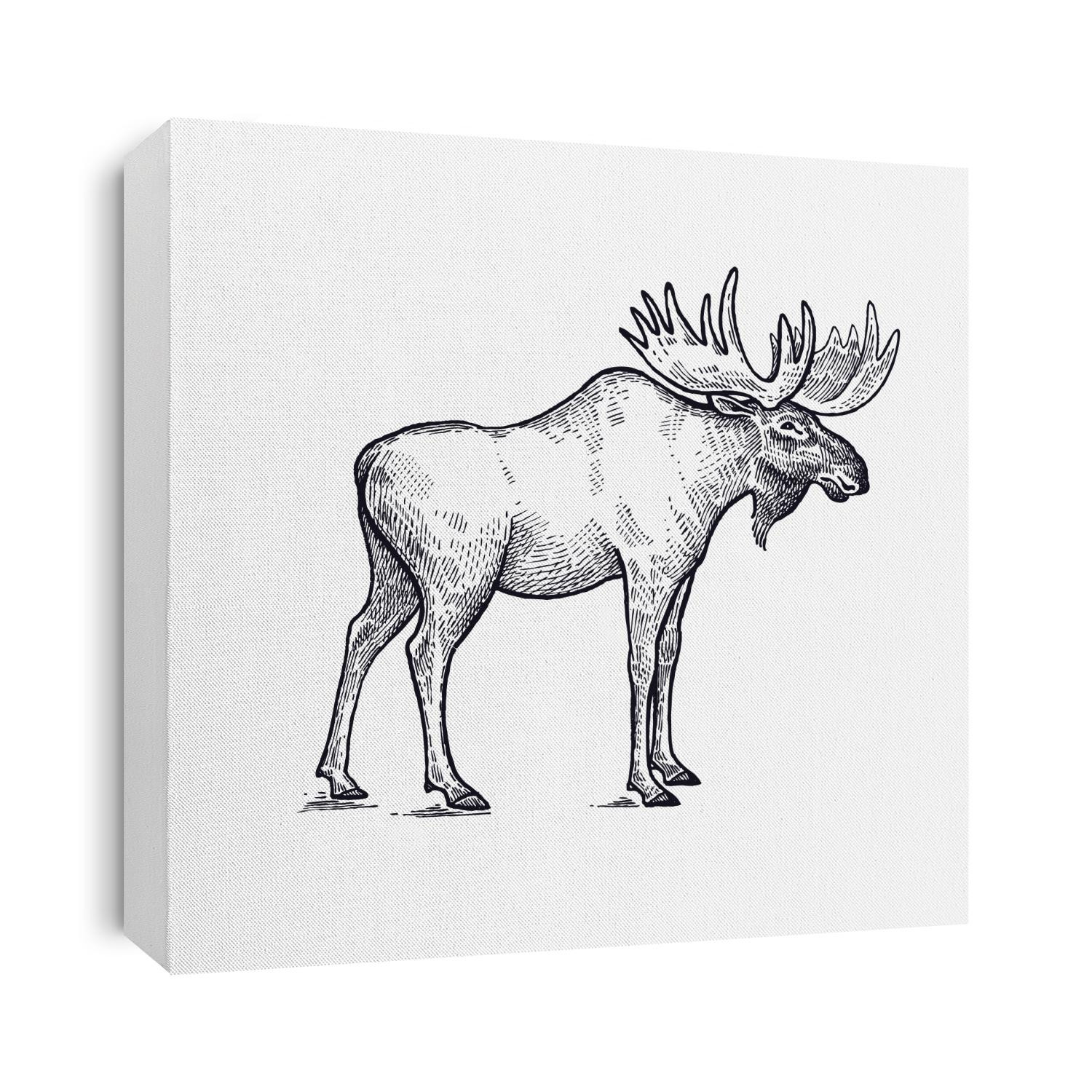 Forest animal moose. Hand drawing sketch black ink isolated on white background. Vector art illustration. Vintage engraving style. Nature objects of Wildlife mammals.