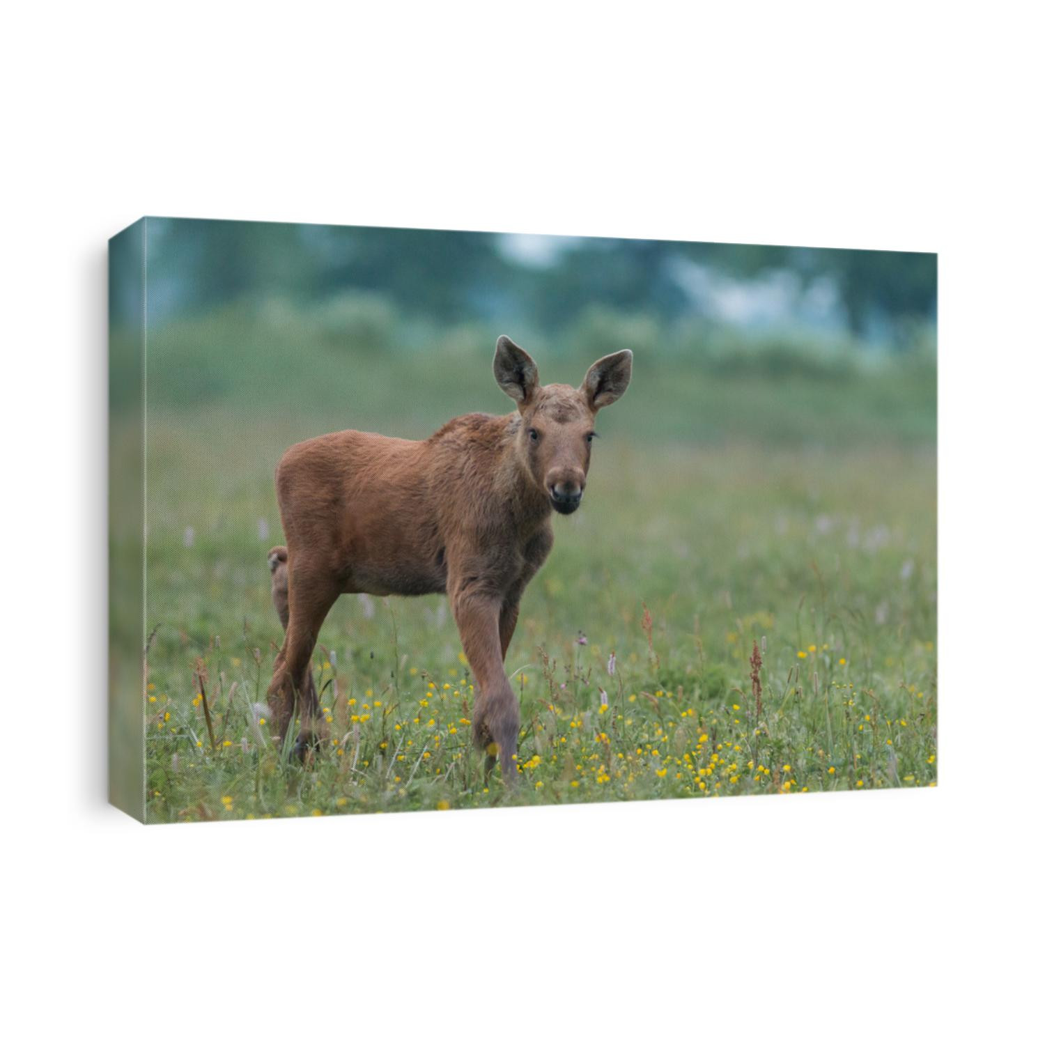 Mammals - young moose (Alces)