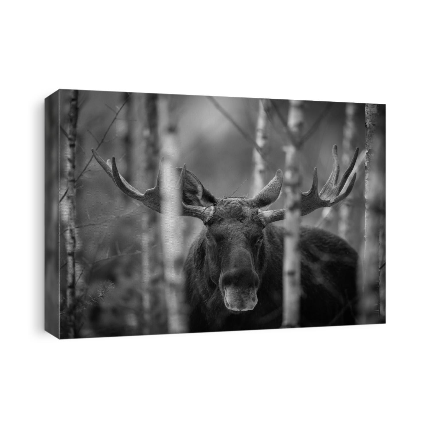 Mammal - bull moose (Alces). Portrait of elk, moose. Moose, North America, or Eurasian elk, Eurasia, Alces alces in the dark forest during rainy day. 