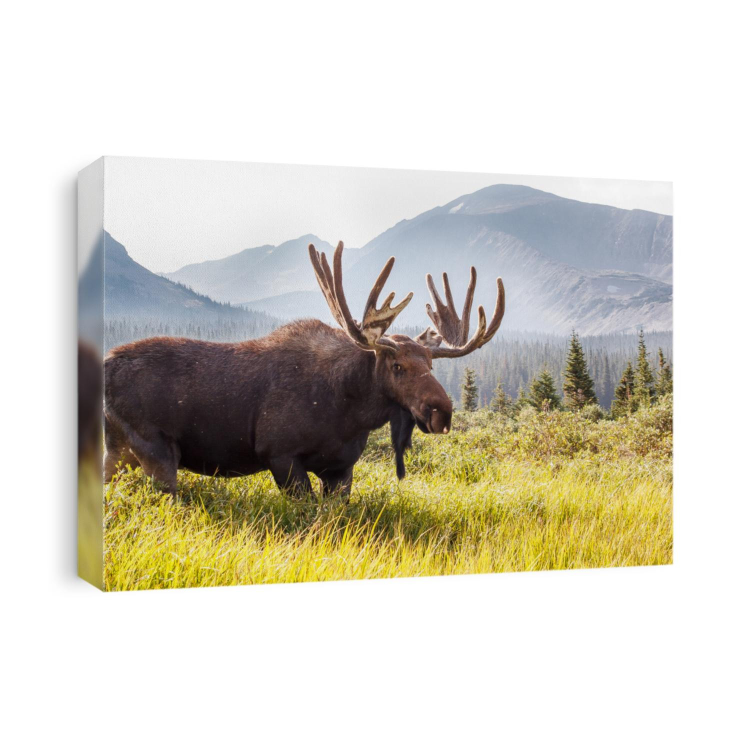 Wild Moose Grazing the Mountains of Colorado ||
Brainard Lake Recreation Area, Ward, CO [Colorado Wildlife]