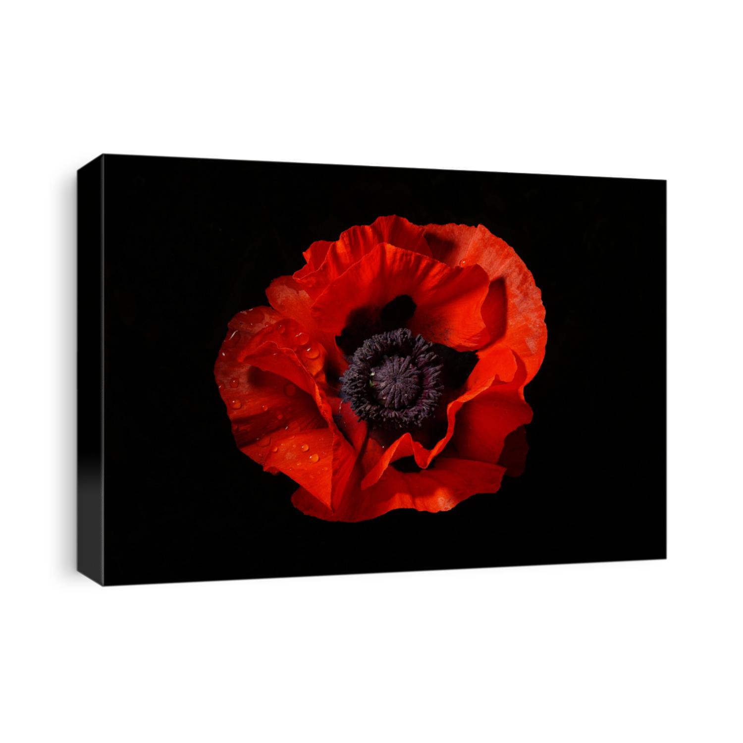red poppy isolated on a black background