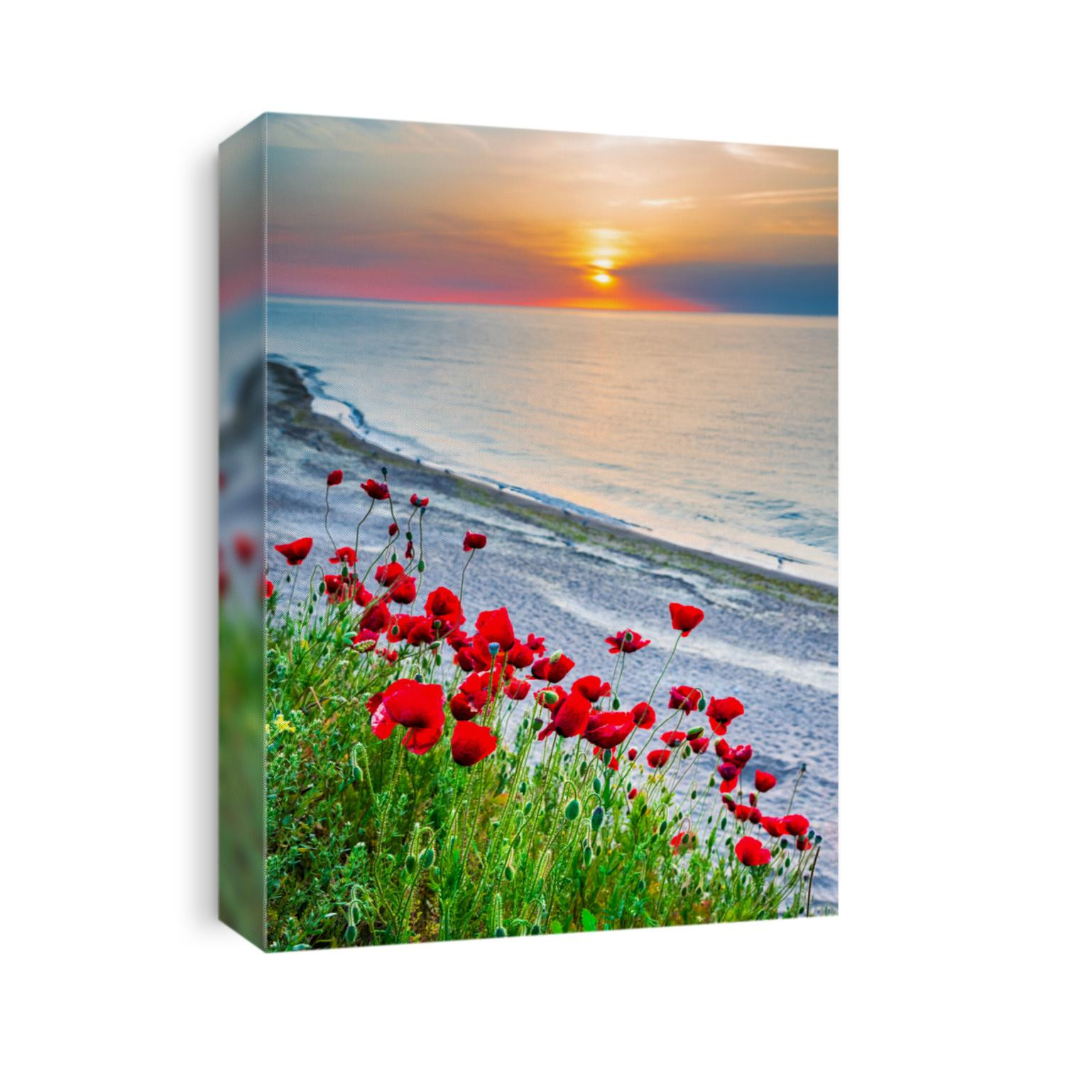 Vama Veche, Black Sea - Romania. Beautiful field of red poppies in the sunrise.