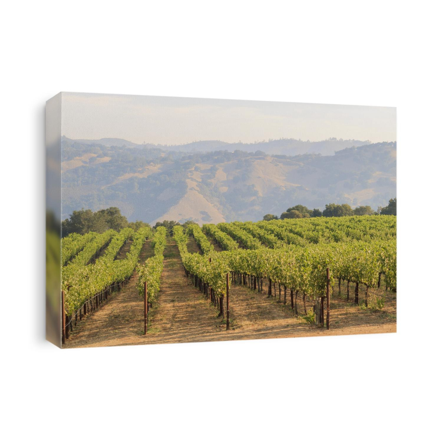 The grapes farm of Napa Valley, sunset time