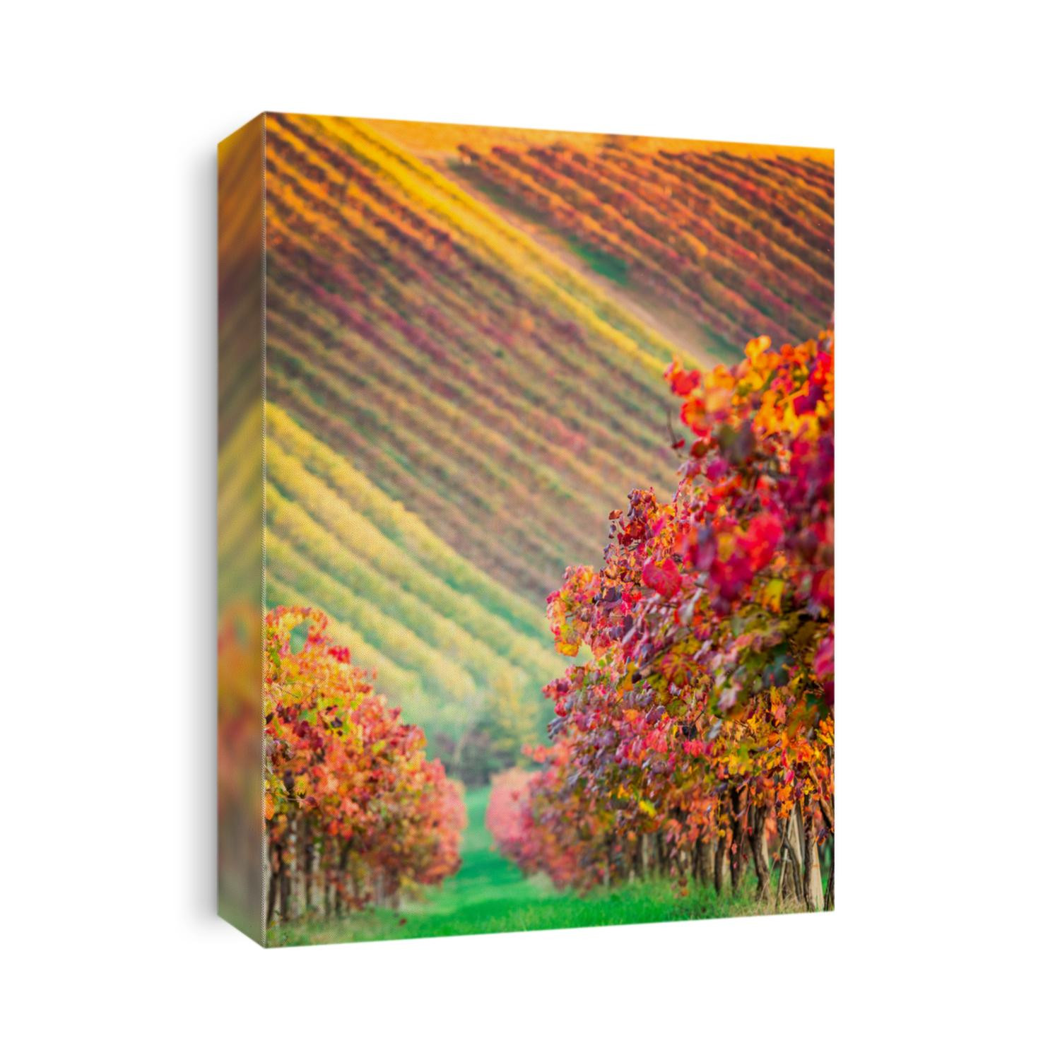 Castelvetro, Modena, Emilia Romagna, Italy. Sunset over the Lambrusco Grasparossa vineyards and rolling hills in autumn