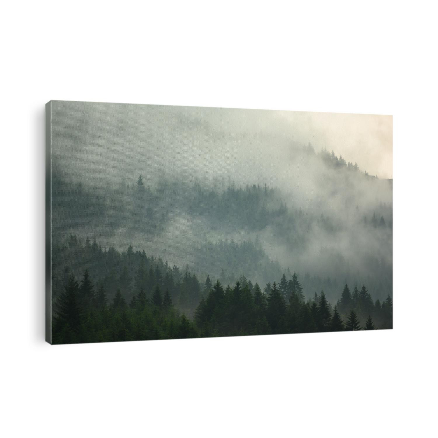 The pine forest in the valley in the morning is very foggy, the atmosphere looks scary. Dark tone and vintage image.