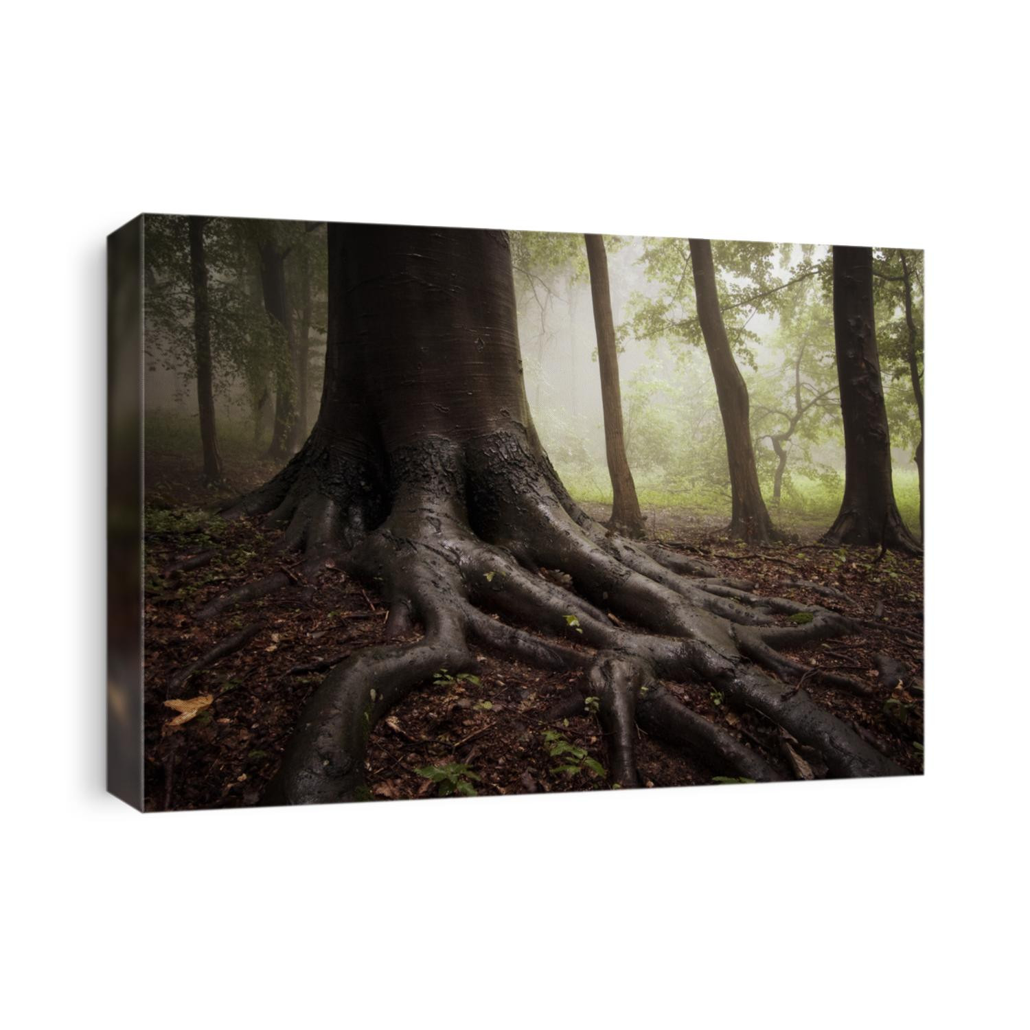 roots of a tree in a misty forest
