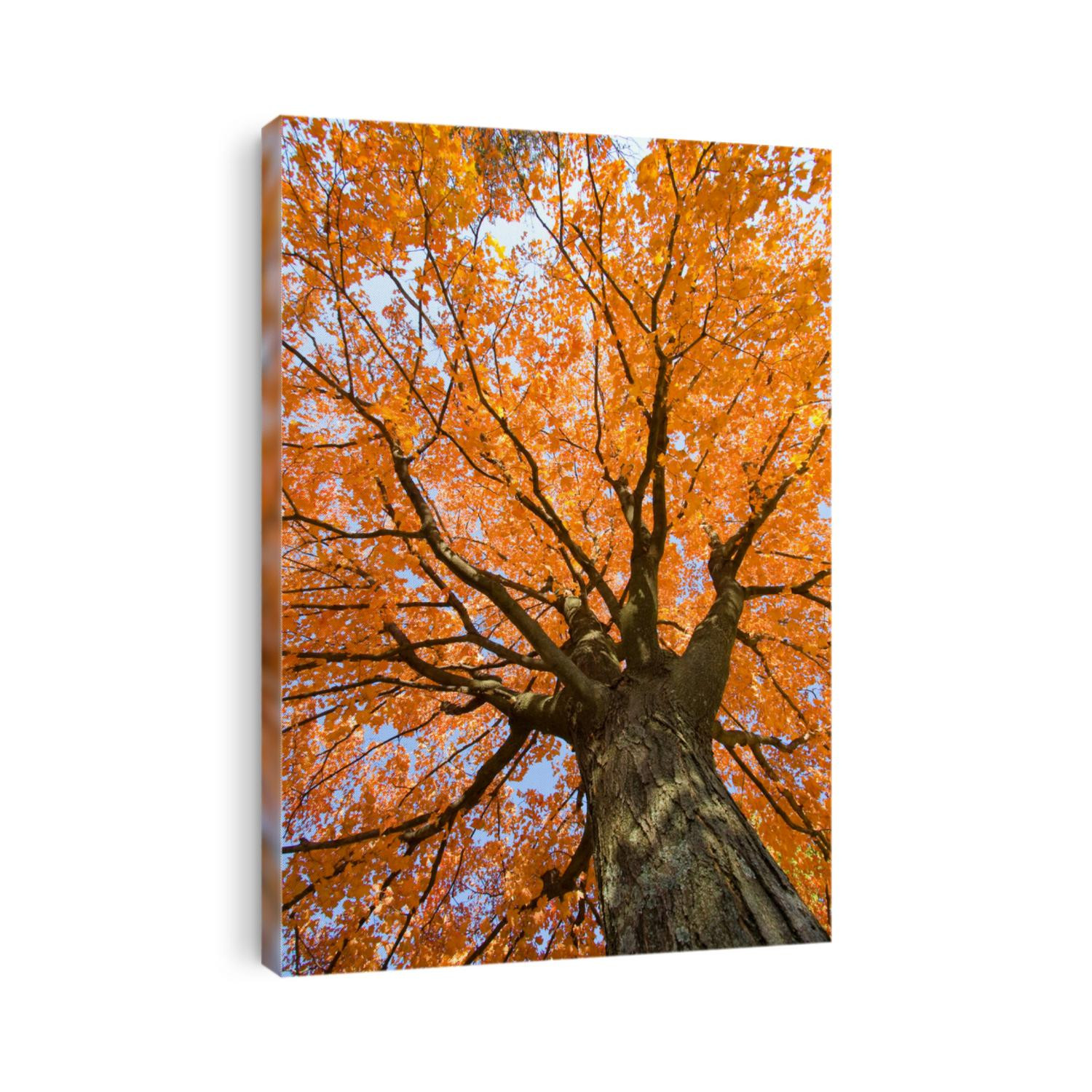 fall leaves trees