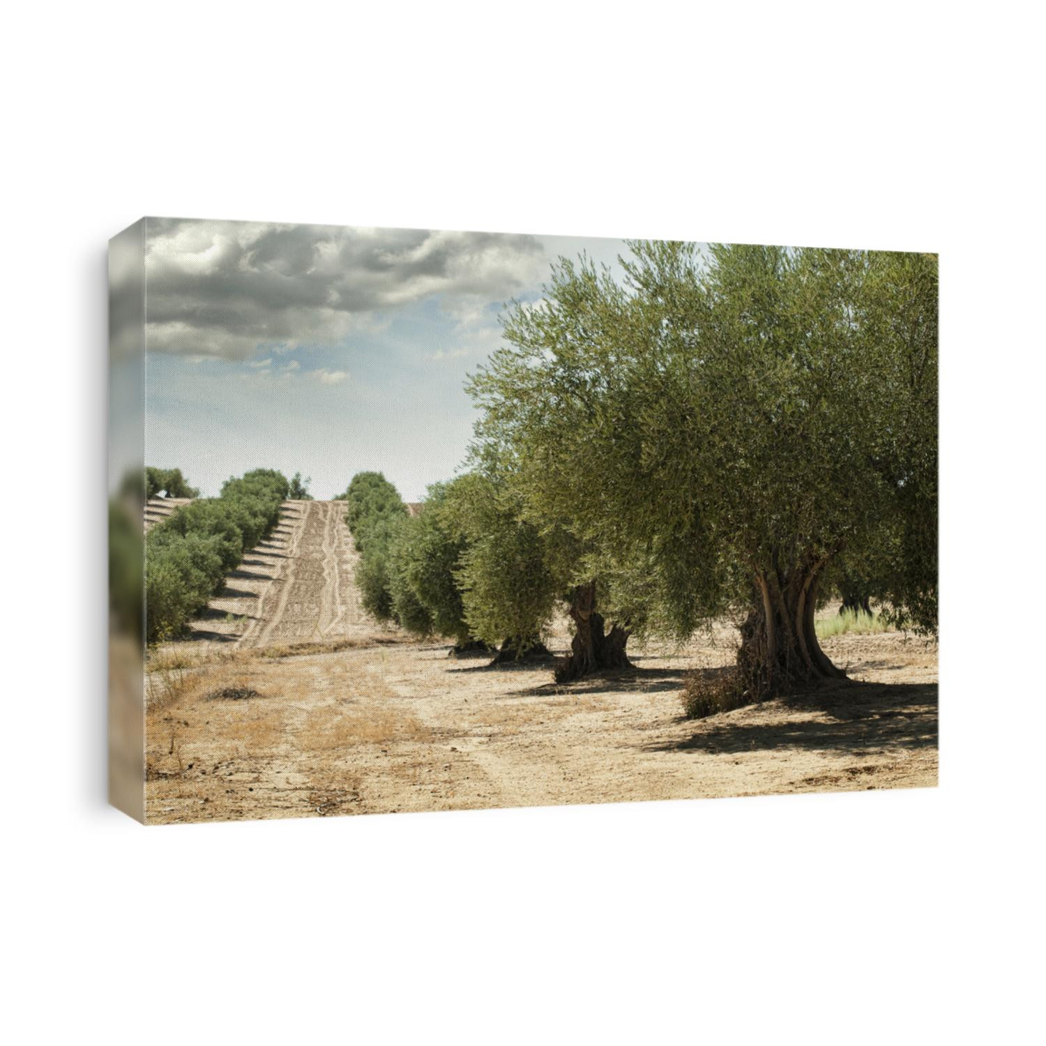 Olive trees in a row. Plantation and cloudy sky