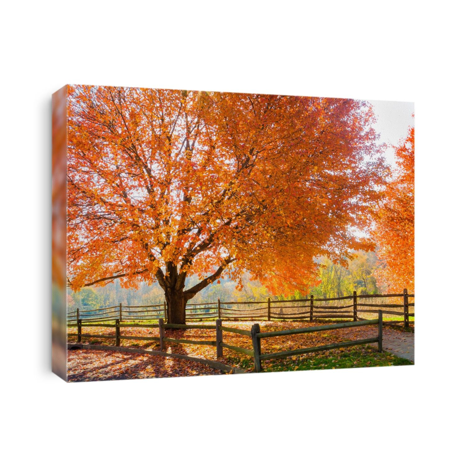 Spectacular Autumn colors in Holmdel Park in New Jersey.
