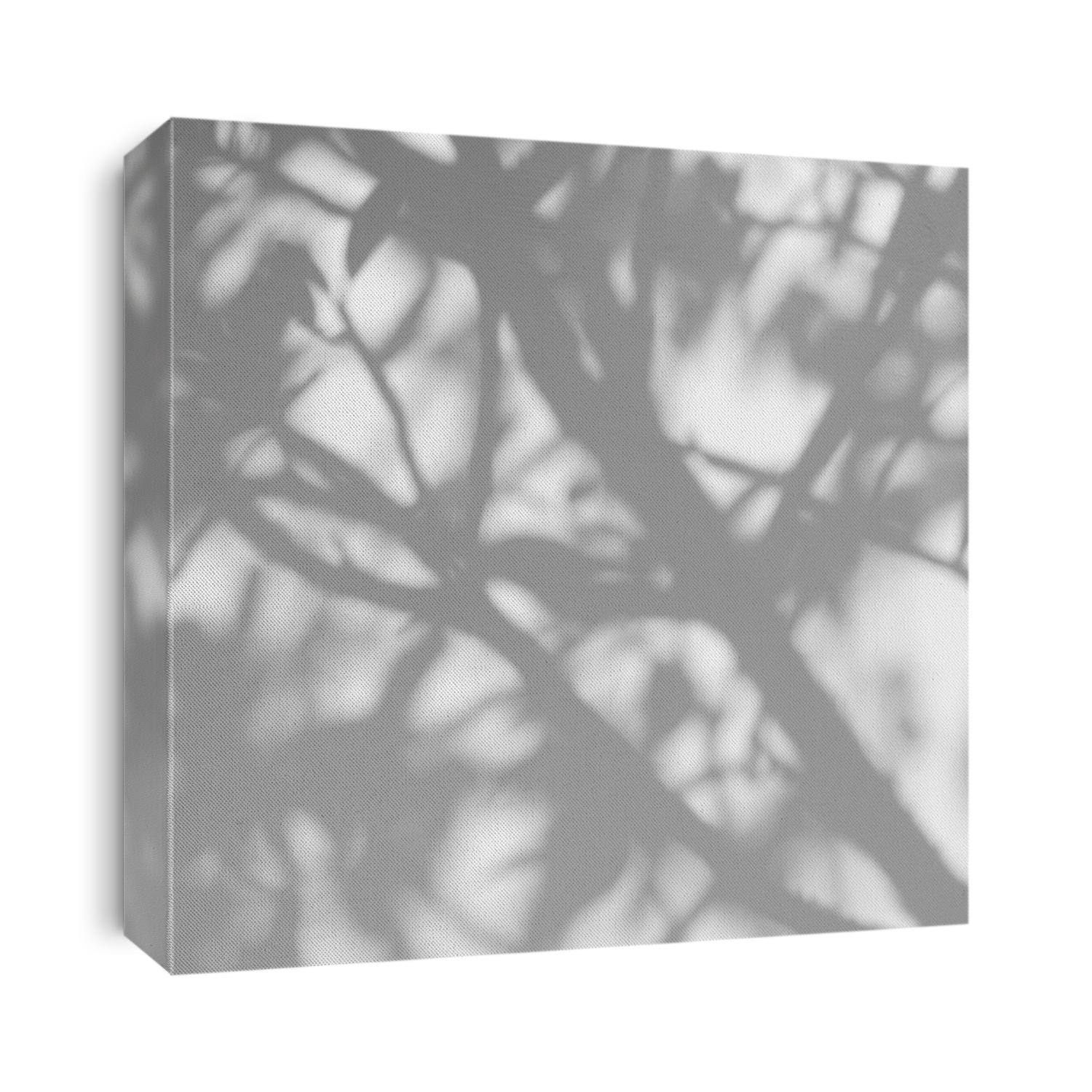 shadow of the leaves on a white wall