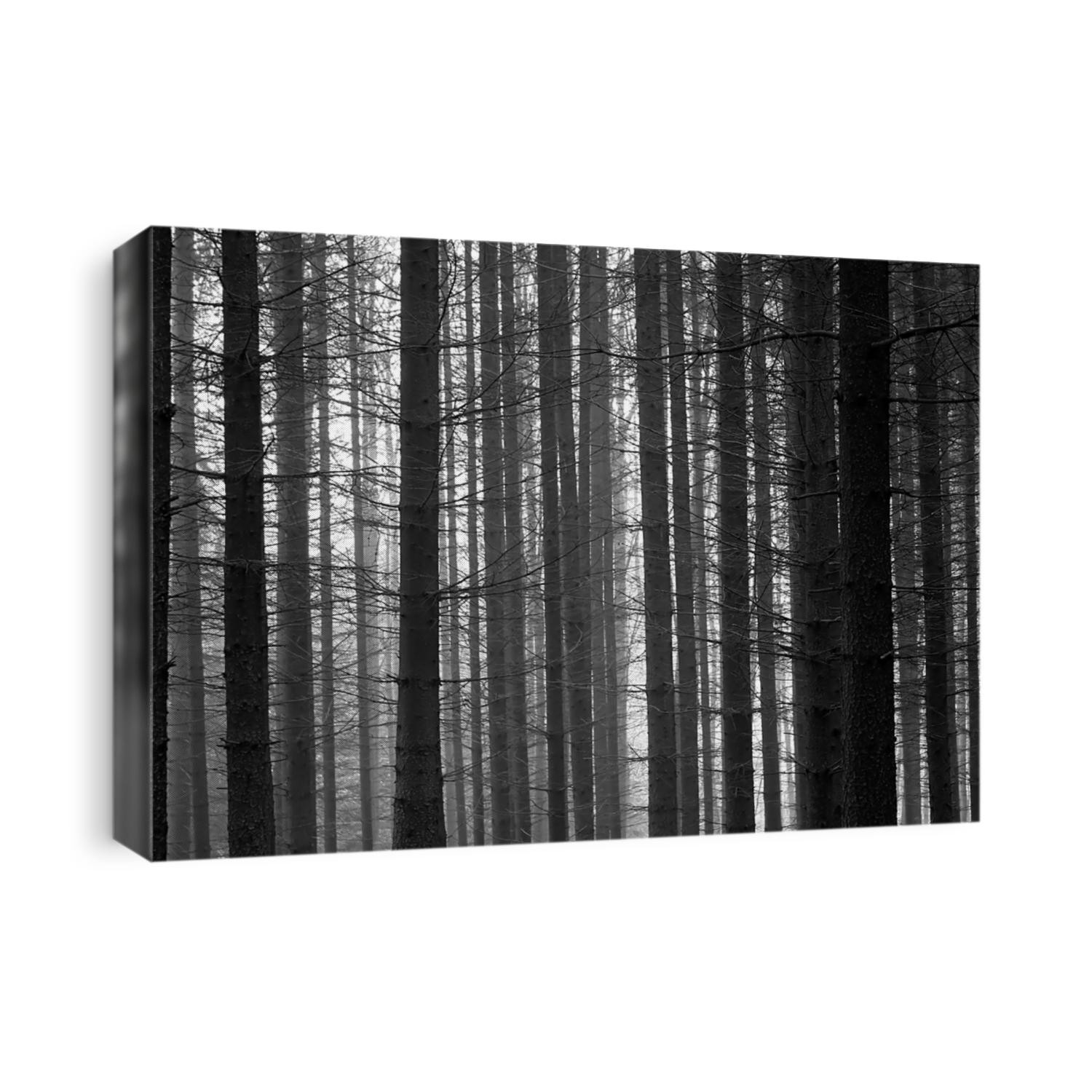 Mysterious forest in fog, black and white